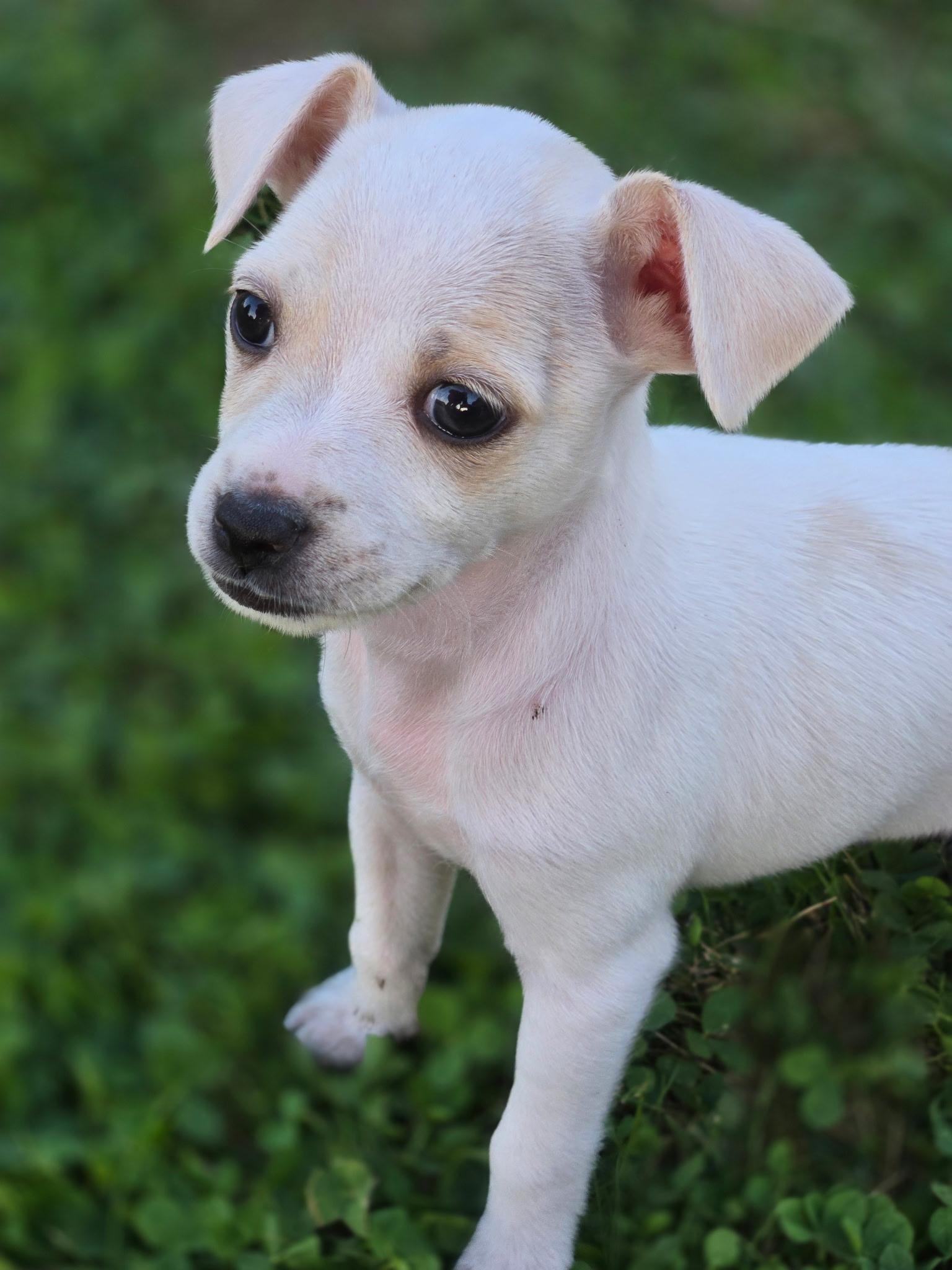 Faith, a Adopted Chihuahua in LEWISTON, ID image 3/4