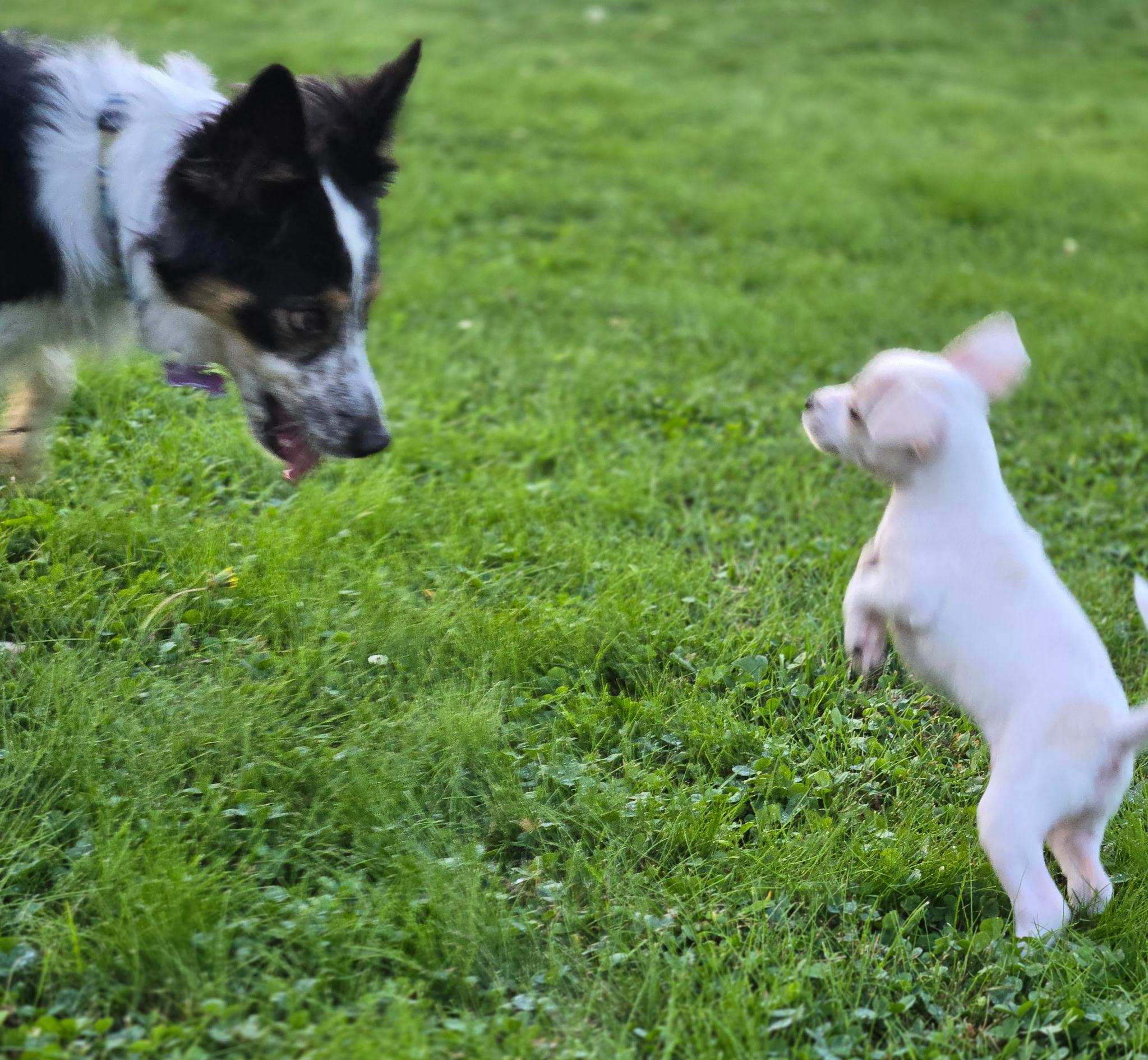 Faith, a Adopted Chihuahua in LEWISTON, ID image 4/4