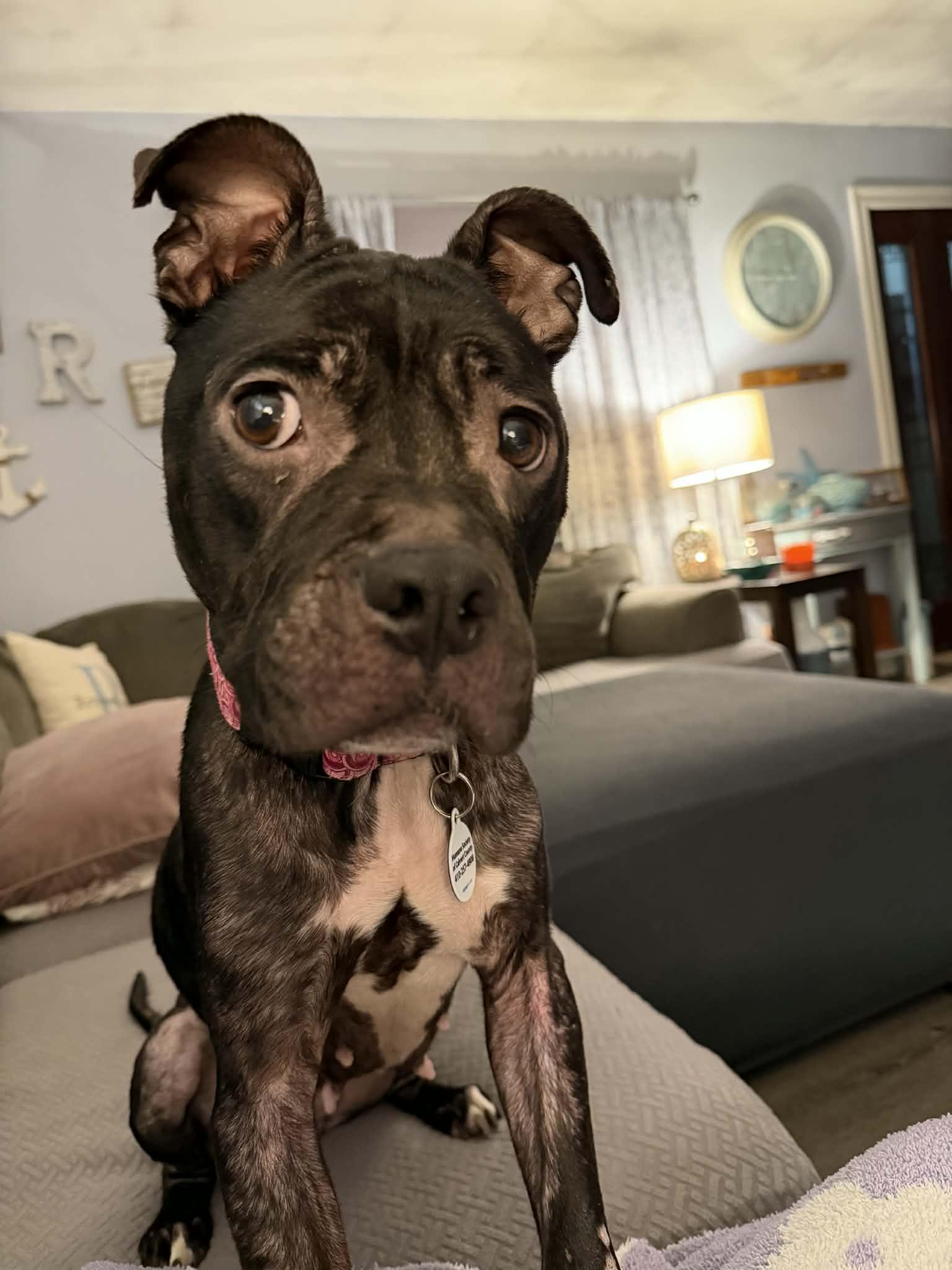 Enlarge Dove, a ADOPTABLE Terrier in Sunderland, MD image 4/6