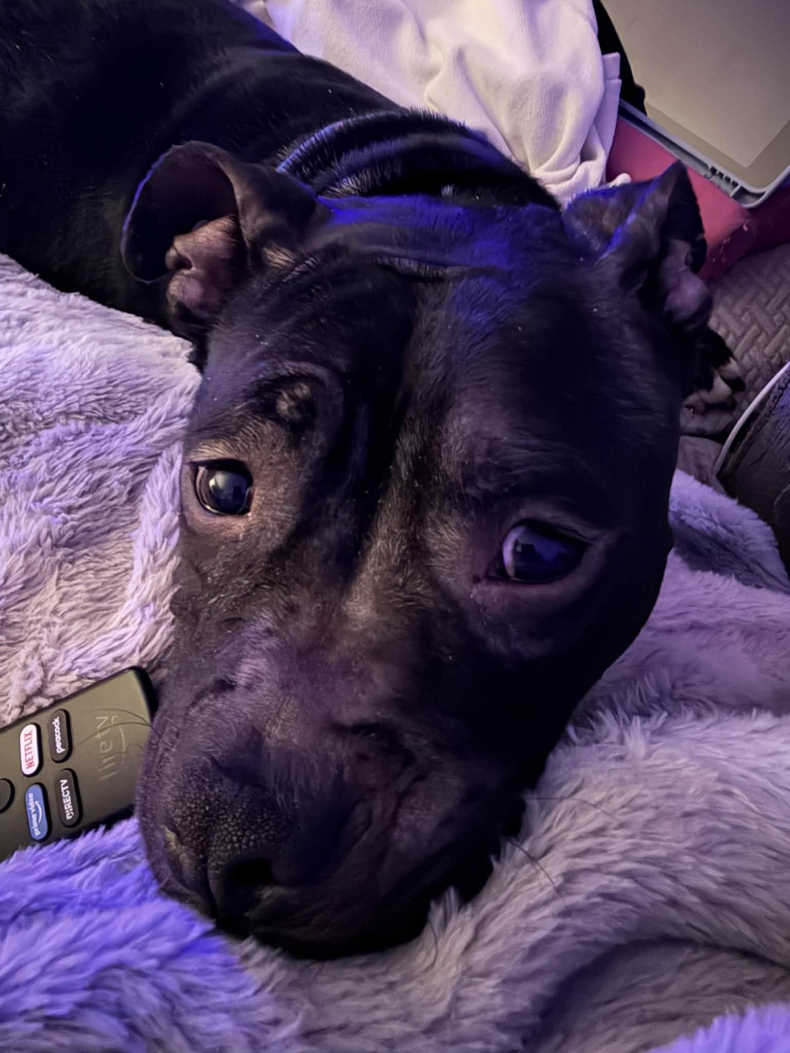 Enlarge Dove, a ADOPTABLE Terrier in Sunderland, MD image 5/6