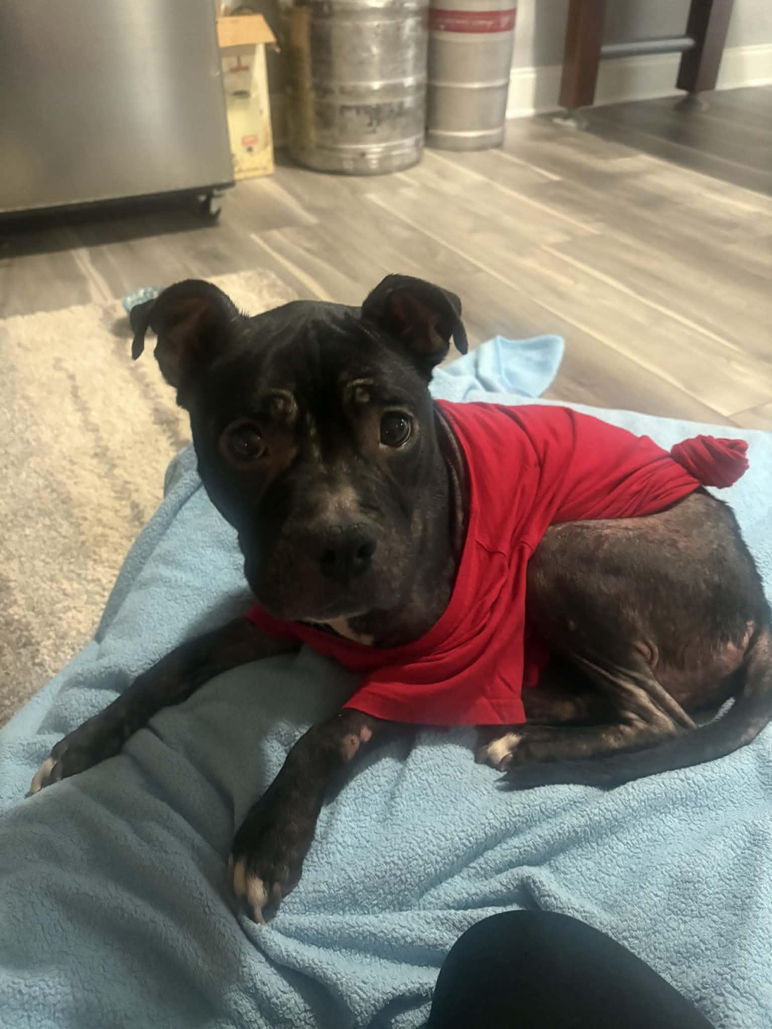 Dove, ADOPTABLE, Adult Female Terrier.