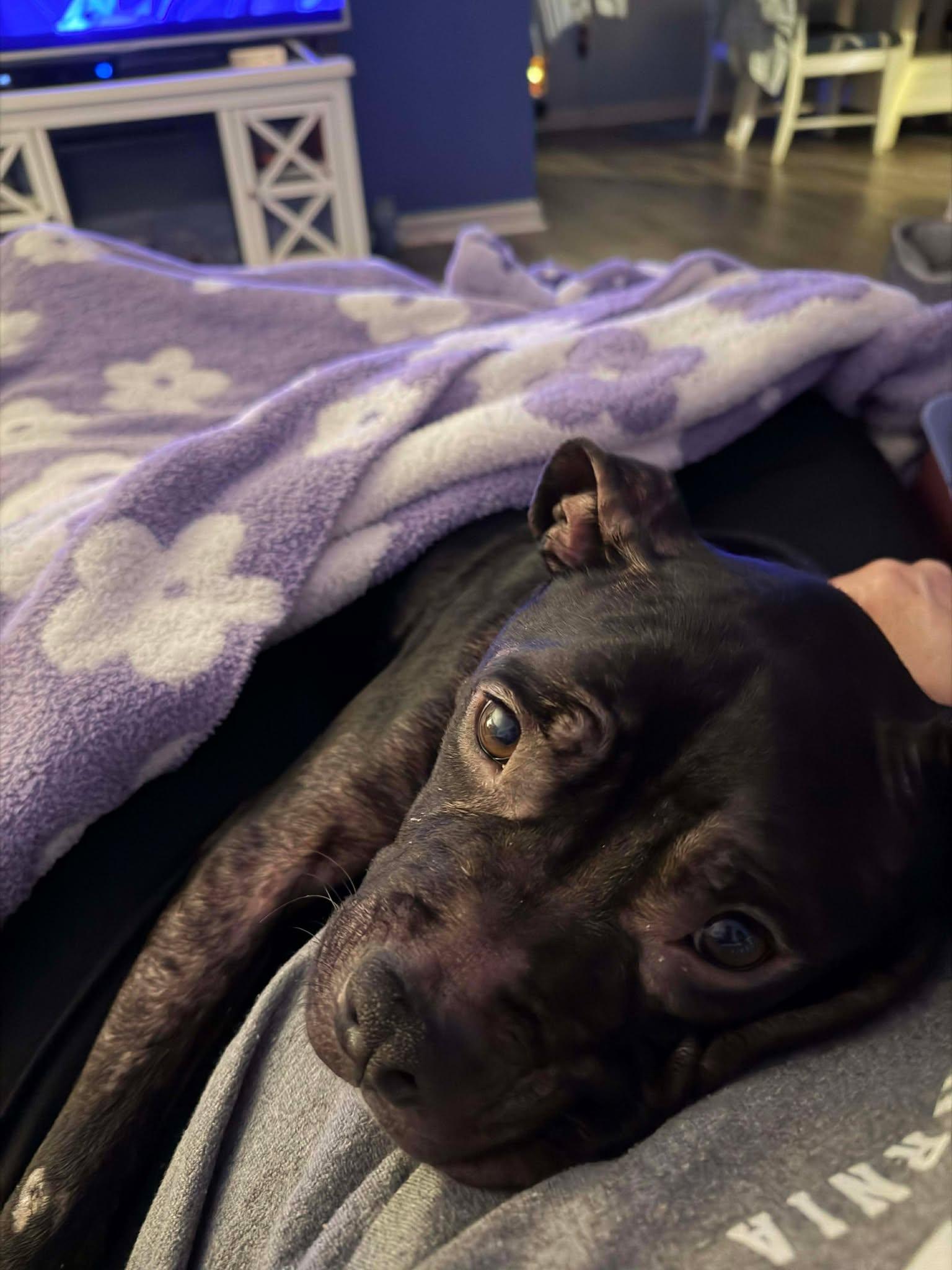 Enlarge Dove, a ADOPTABLE Terrier in Sunderland, MD image 6/6