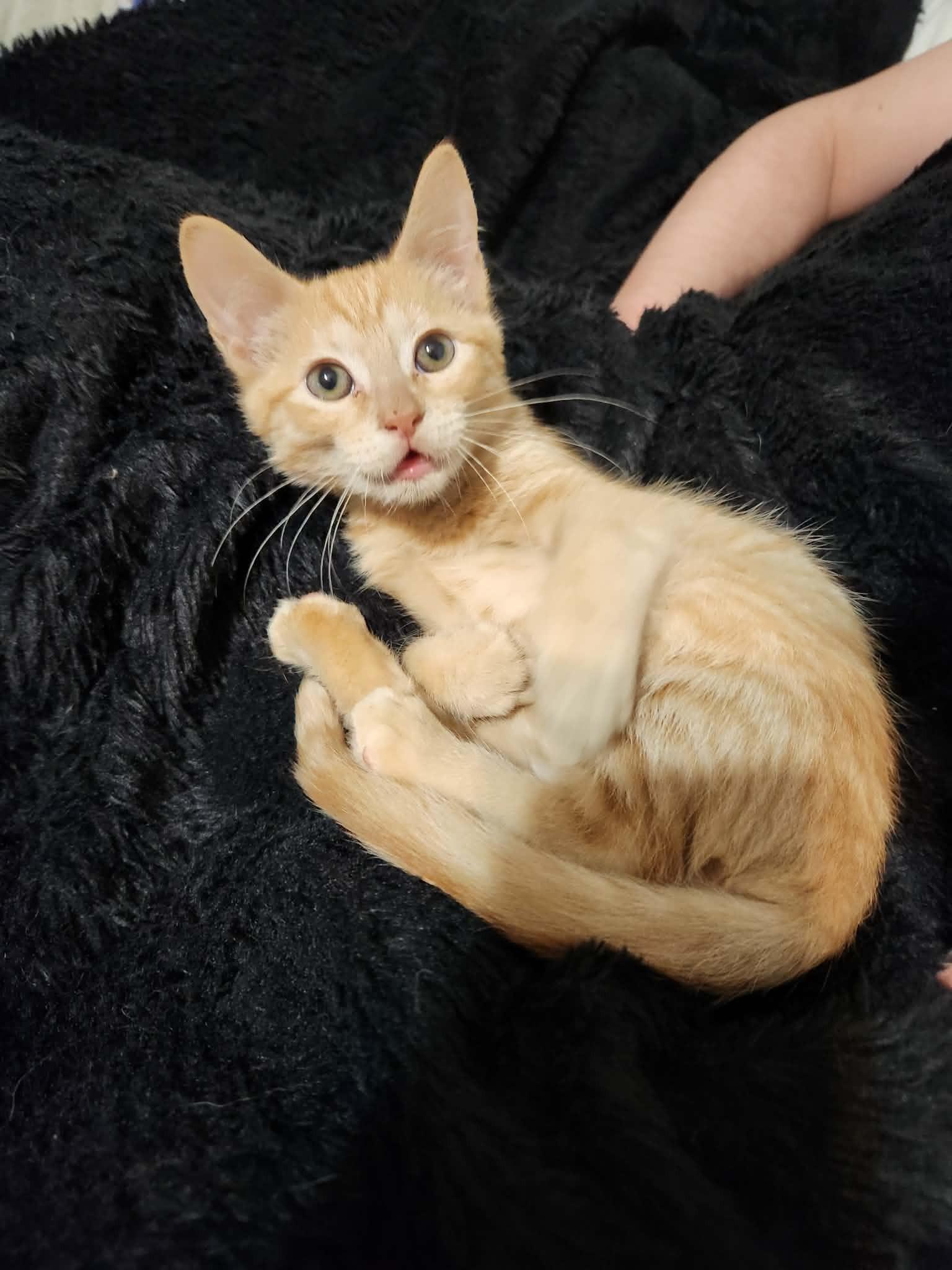 Enlarge Niklaus, a Adopted Domestic Medium Hair in Jacksonville, AR image 1/2