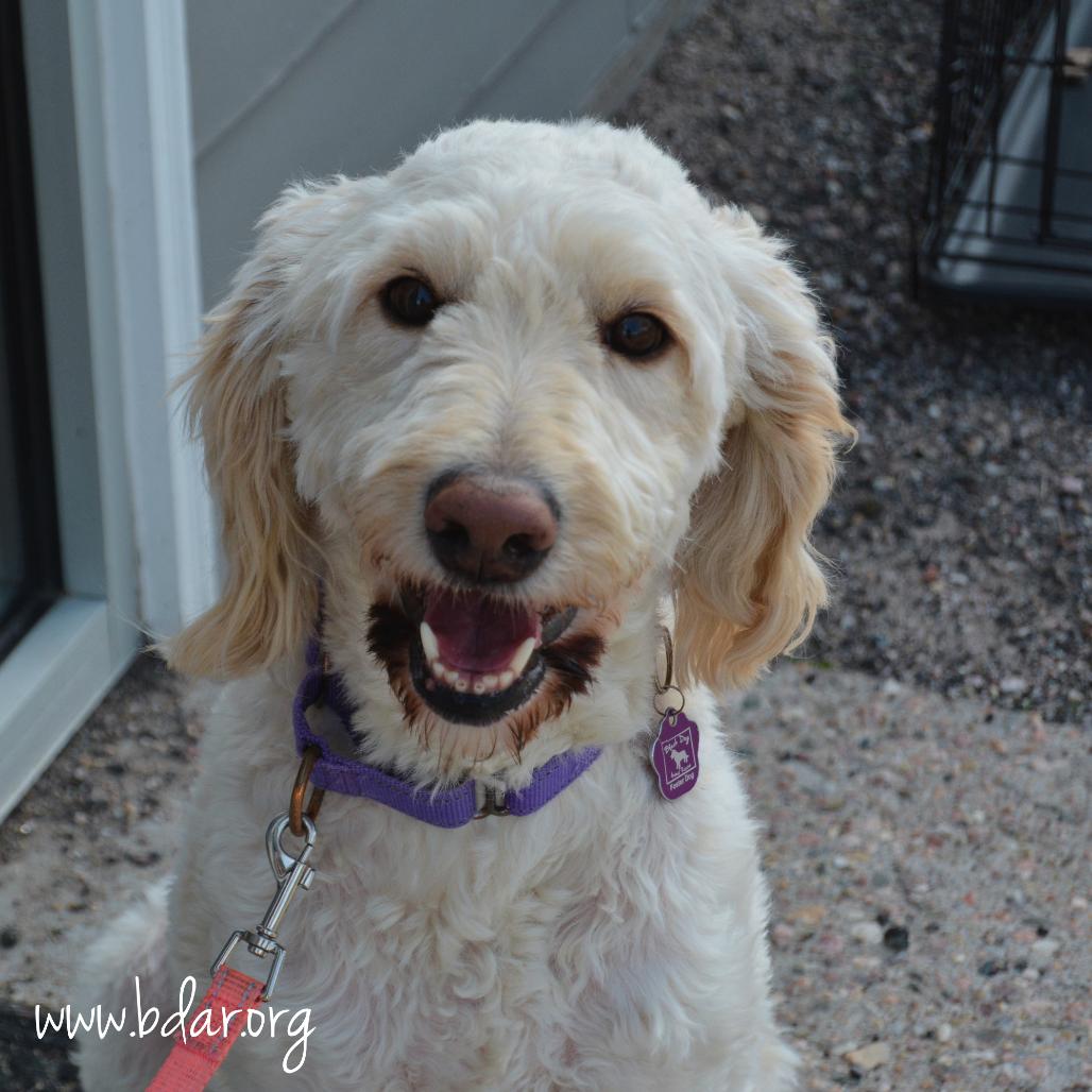 Kira, a Adoptable mixed breed in Cheyenne, WY image 1/3