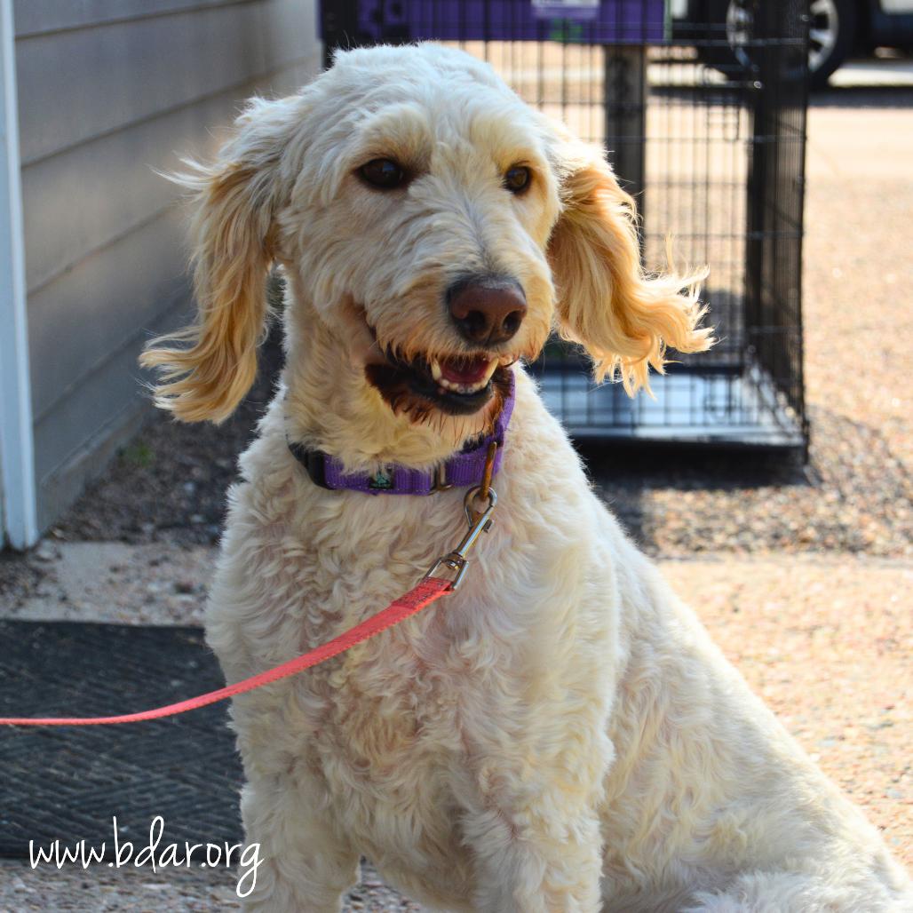 Kira, a Adoptable mixed breed in Cheyenne, WY image 2/3