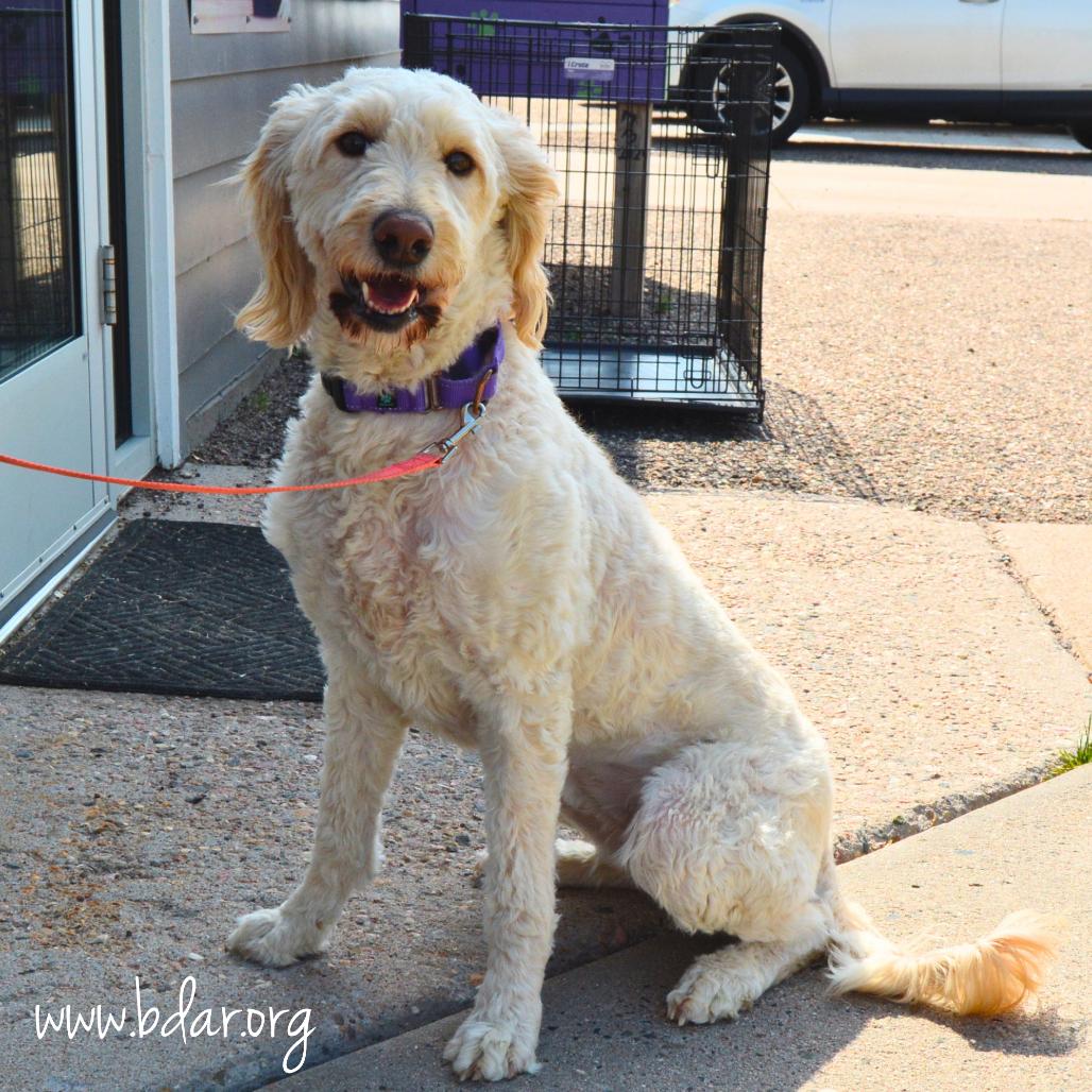 Kira, a Adoptable mixed breed in Cheyenne, WY image 3/3