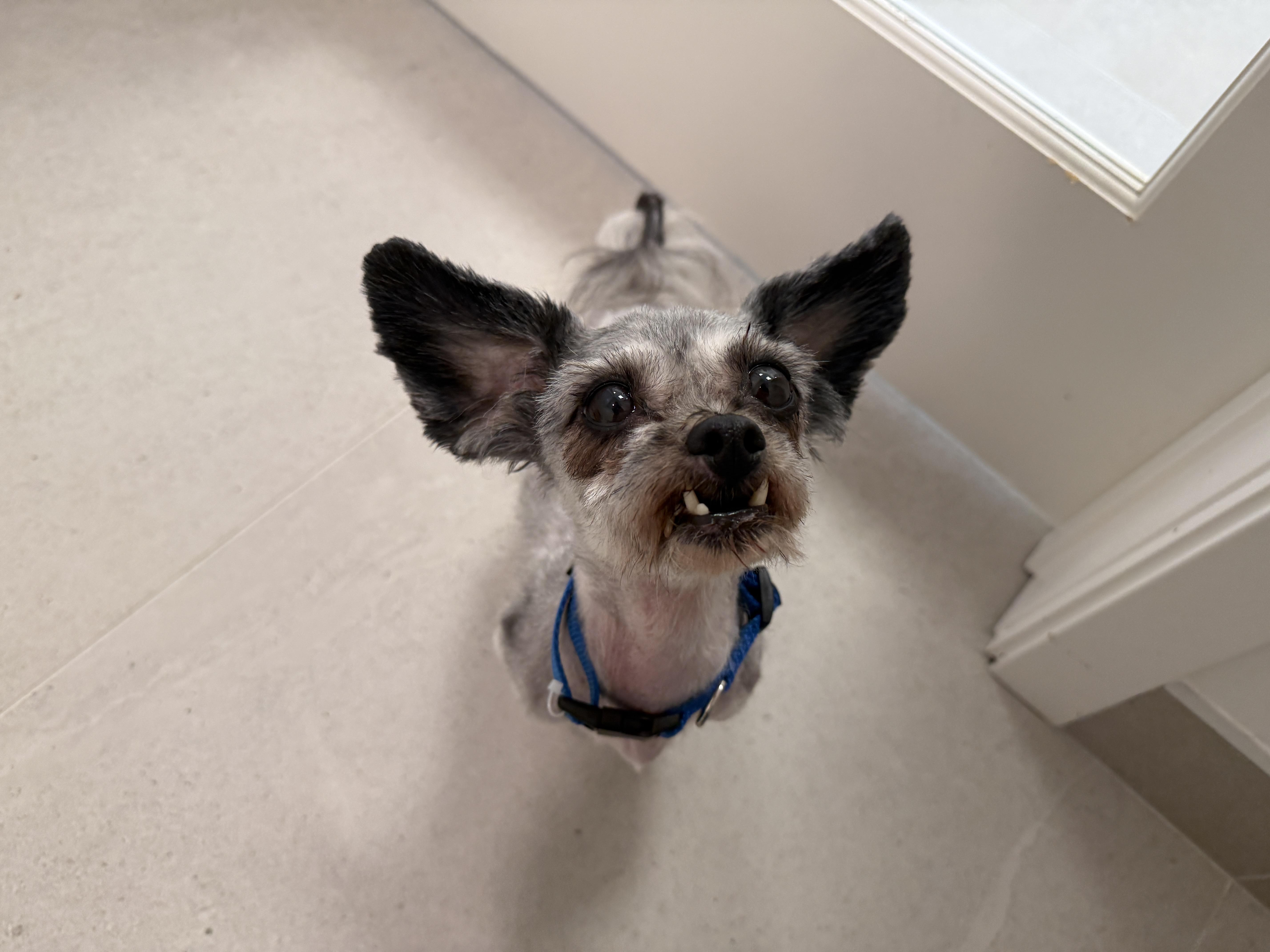 Java, an adoptable mixed breed in Evanston, IL image 1/3
