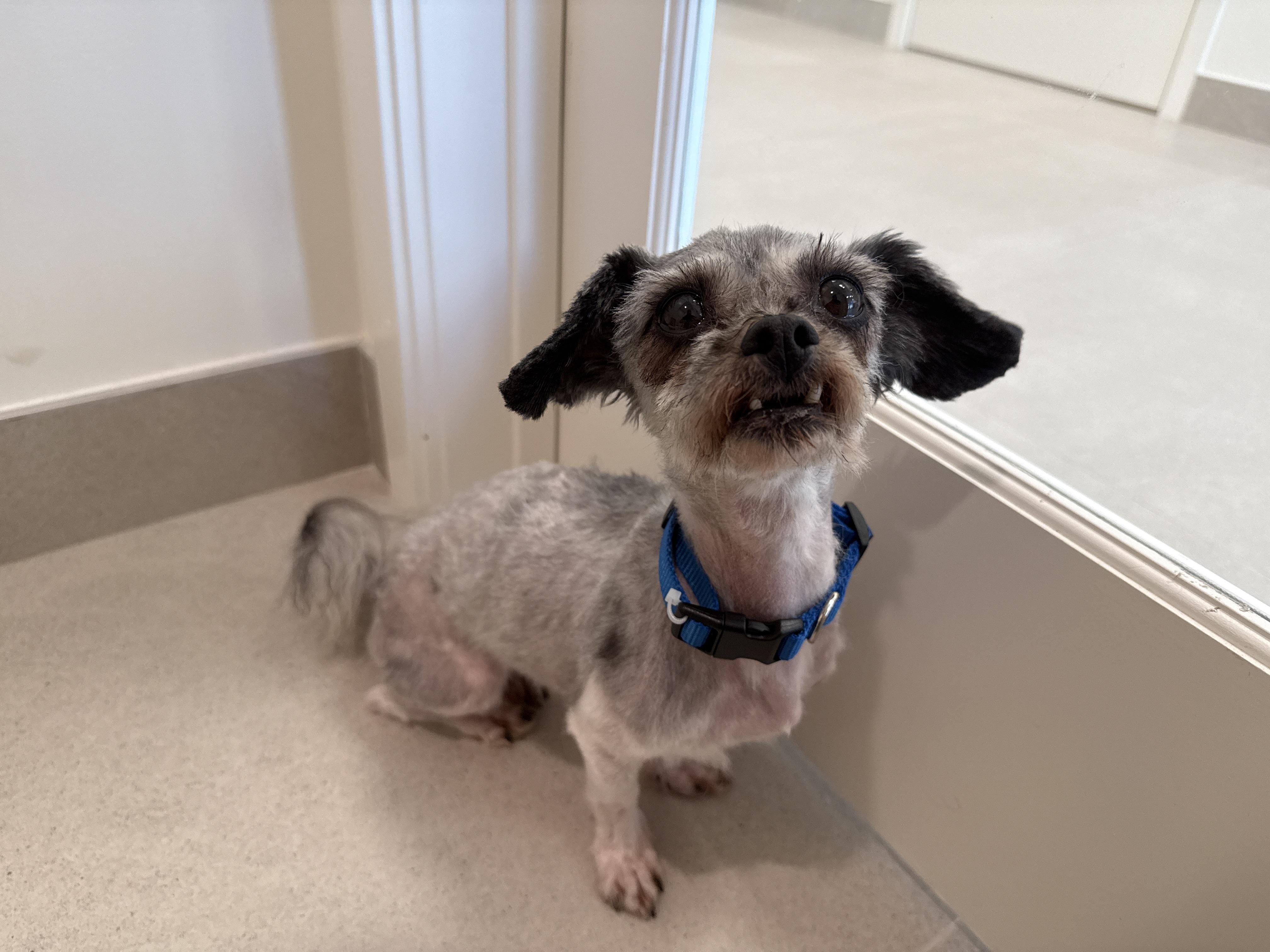 Java, an adoptable mixed breed in Evanston, IL image 2/3