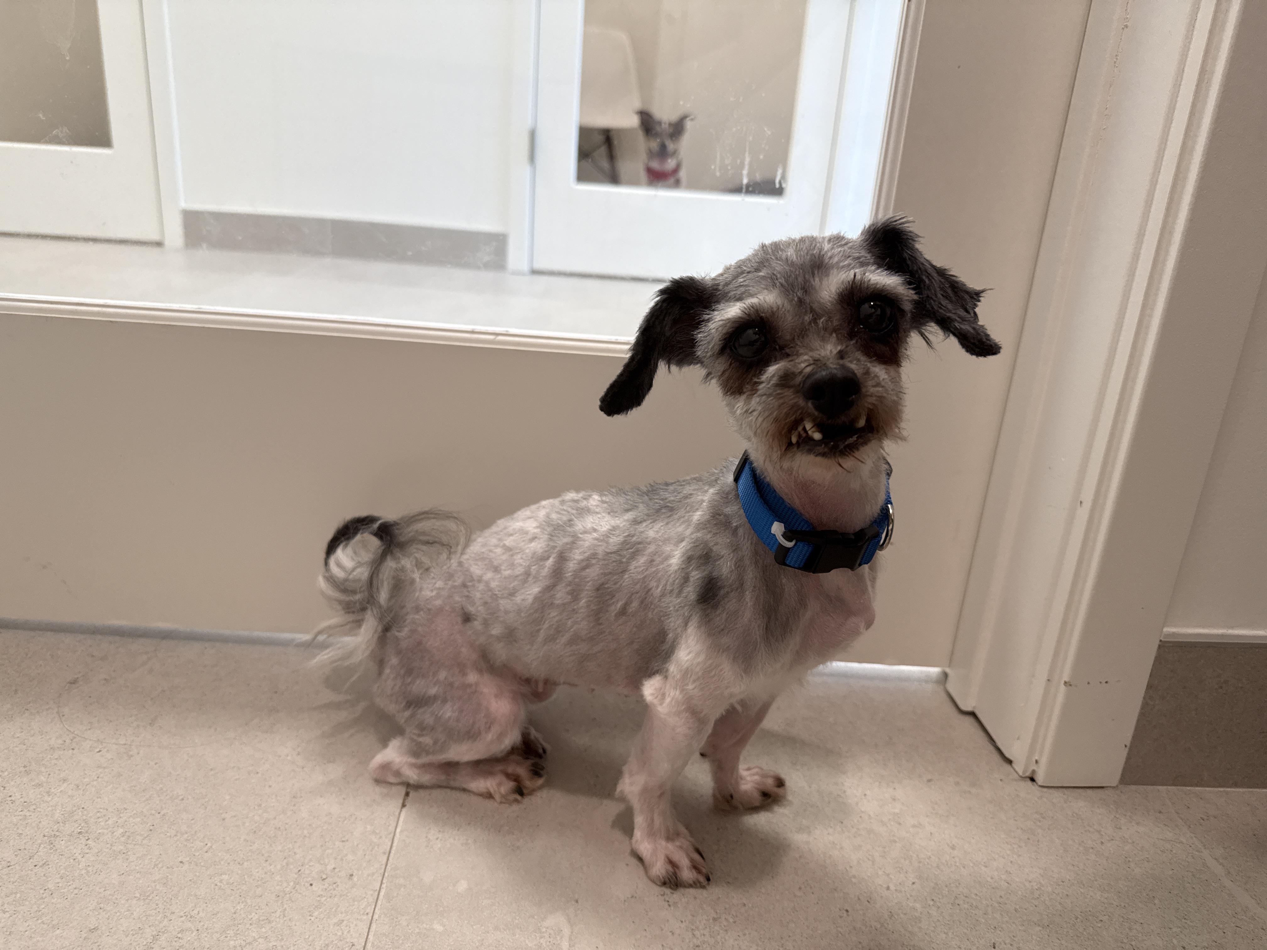 Java, an adoptable mixed breed in Evanston, IL image 3/3