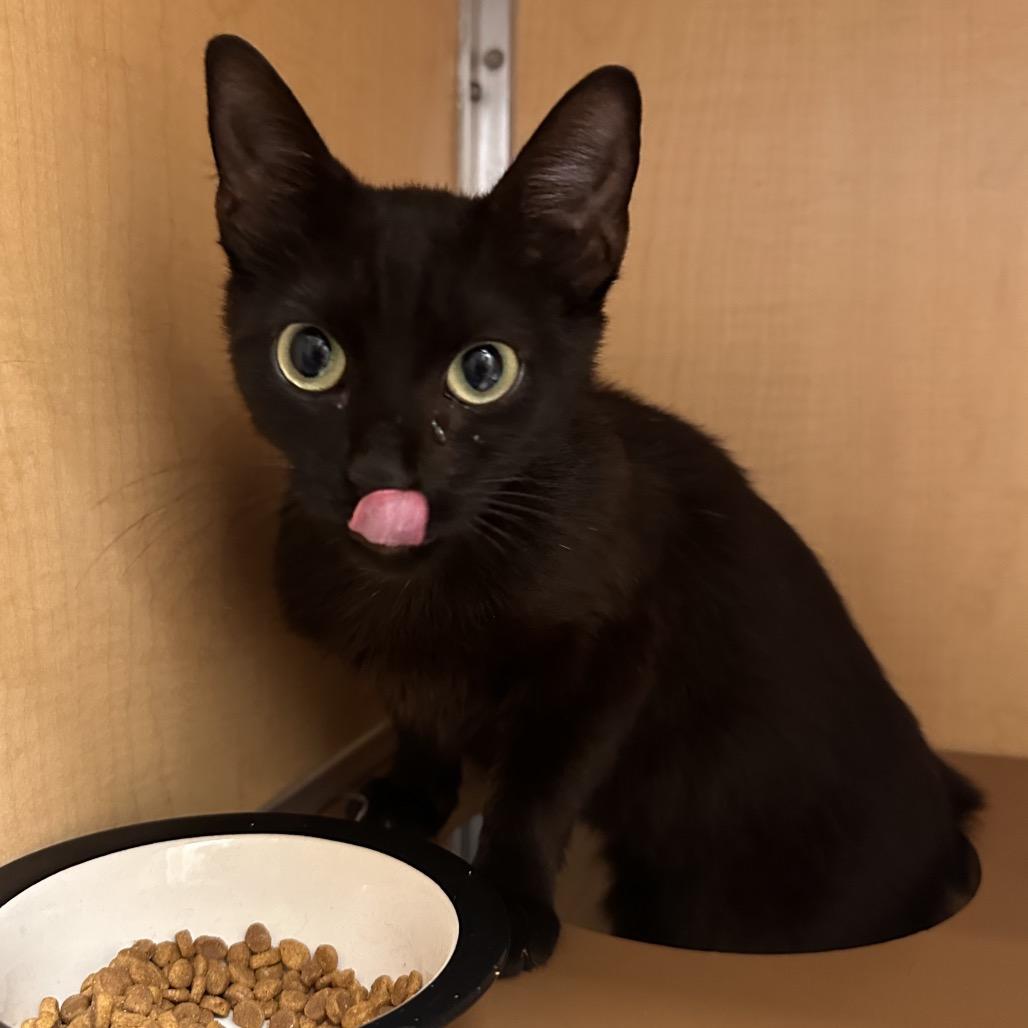 Phoenix, Adoptable, Young Female Domestic Short Hair.