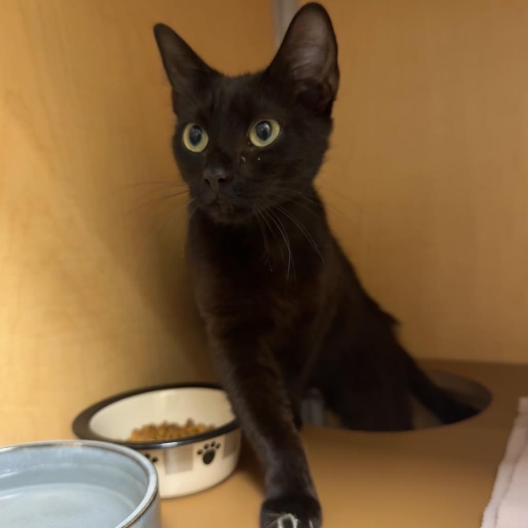 Enlarge Phoenix, a Adoptable Domestic Short Hair in Chesapeake, VA image 2/2