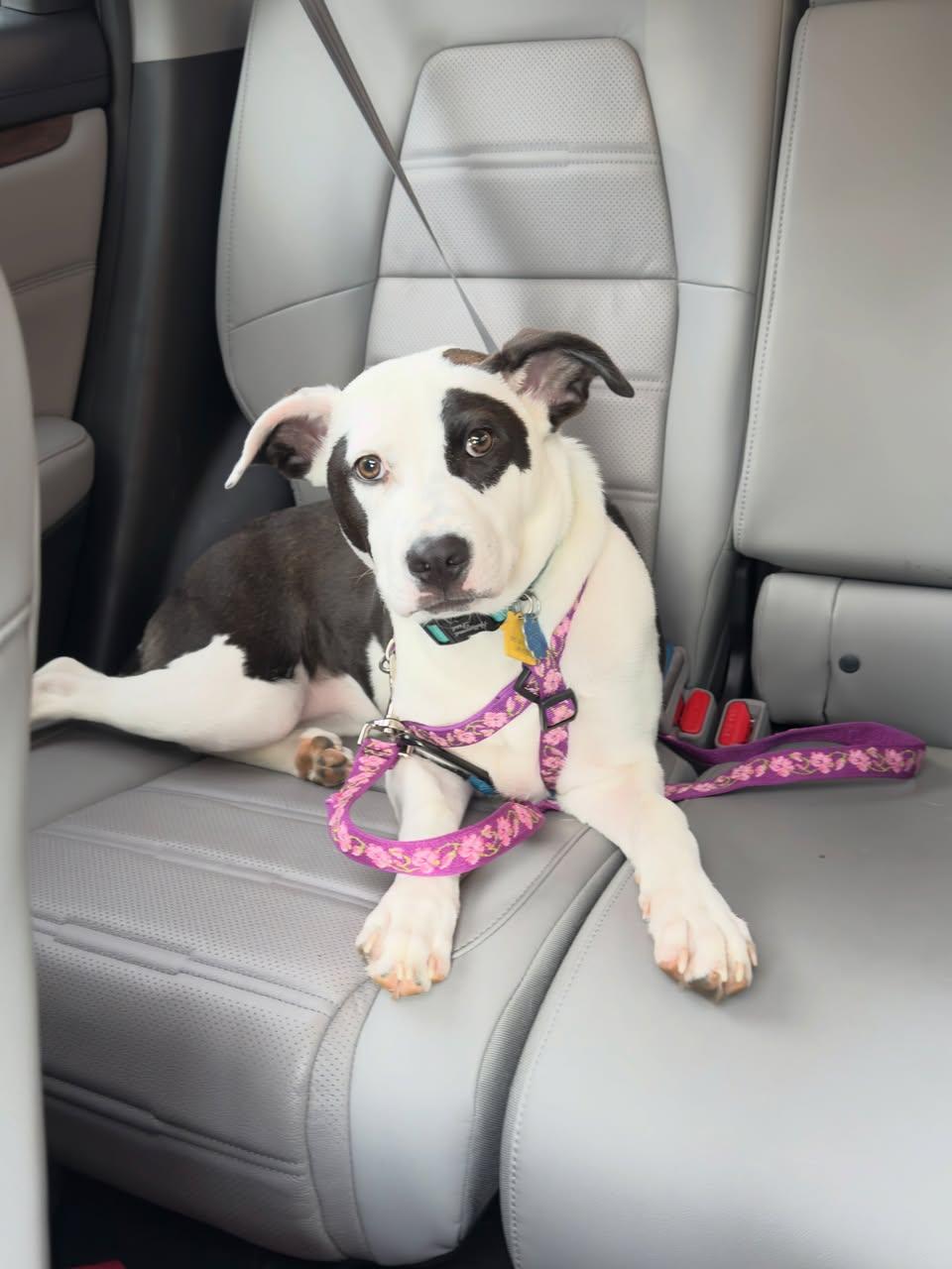 Shelby Belle, ADOPTABLE, Young Female Pit Bull Terrier & Labrador Retriever.