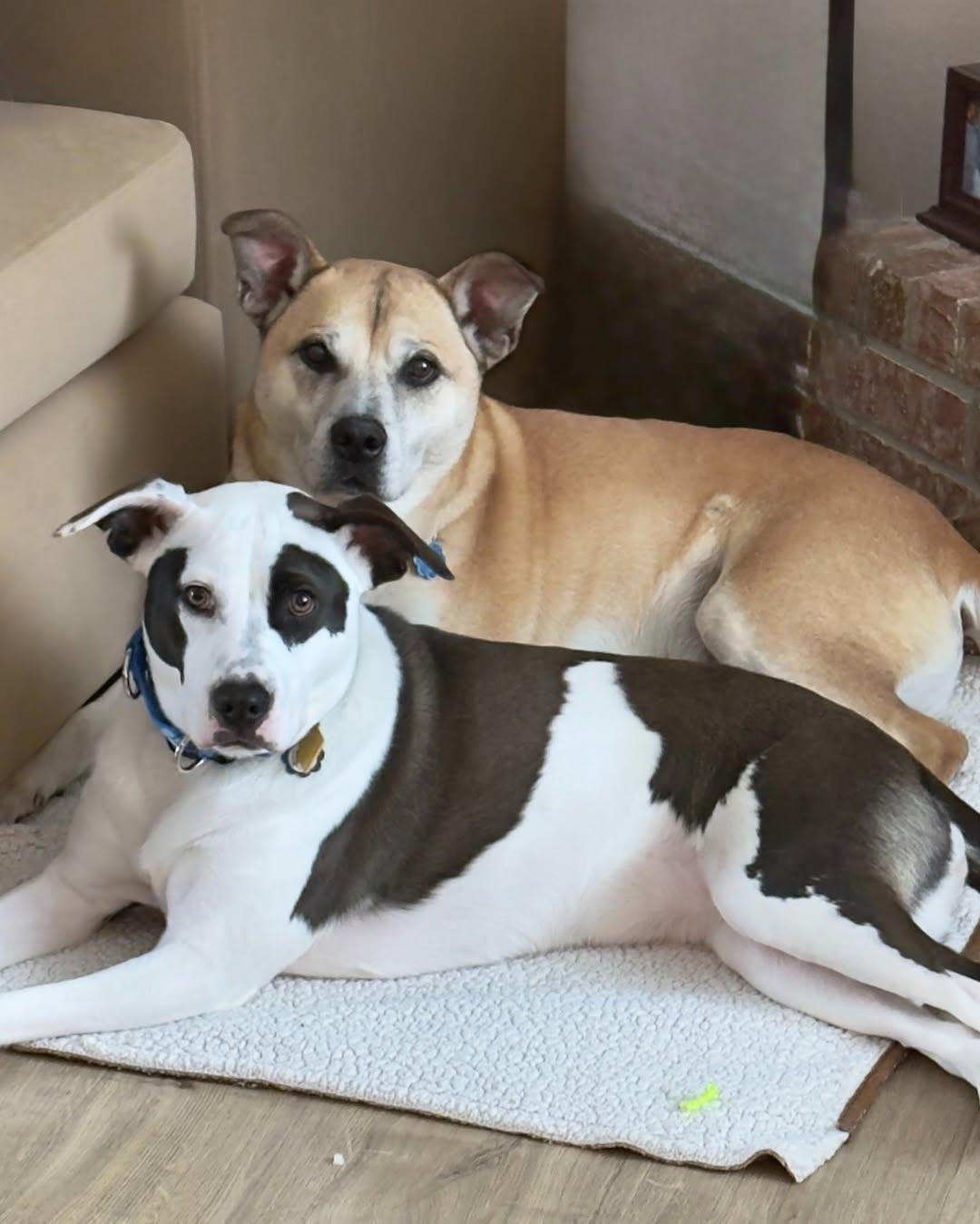 Enlarge Shelby Belle, a ADOPTABLE mixed breed in Memphis, TN image 6/6