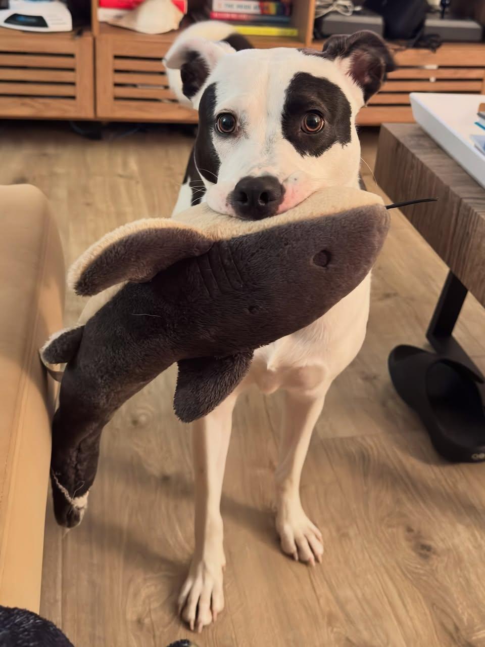 Enlarge Shelby Belle, a ADOPTABLE mixed breed in Memphis, TN image 3/4