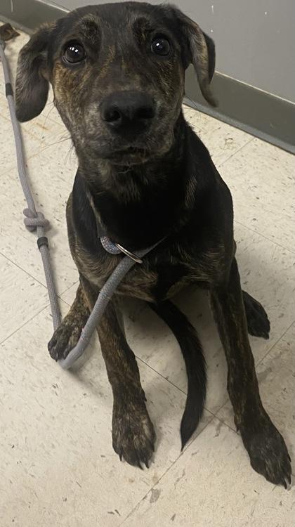 Boo Boo, a Adoptable mixed breed in Gulfport, MS image 1/3