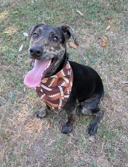 Boo Boo, a Adoptable mixed breed in Gulfport, MS image 2/3