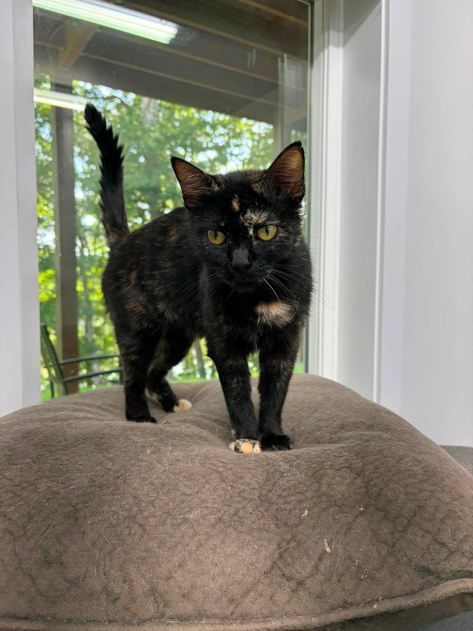 Enlarge Pasta, a ADOPTABLE Tortoiseshell in Clarksville, TN image 2/2