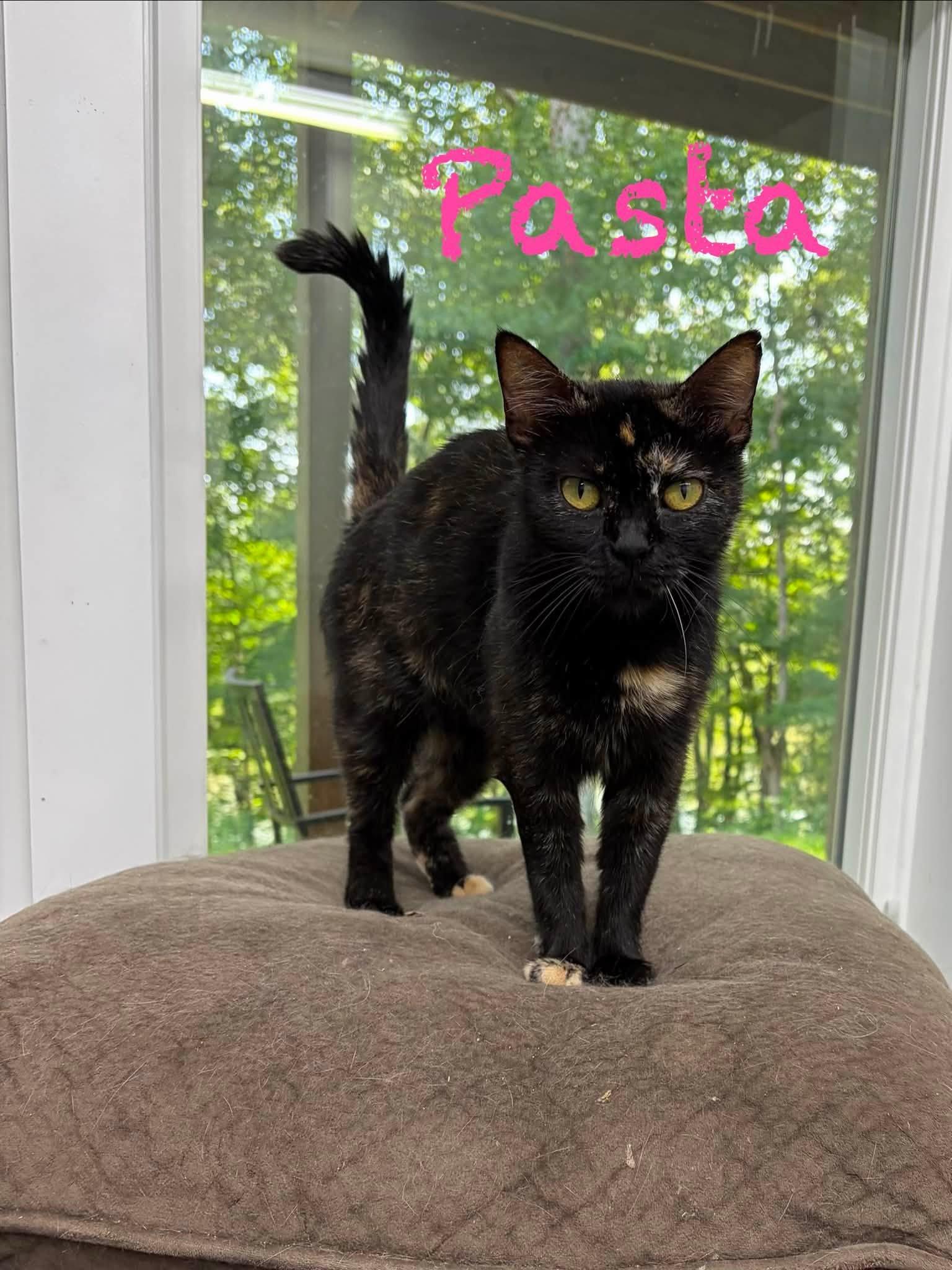 Pasta, ADOPTABLE, Kitten Female Tortoiseshell.