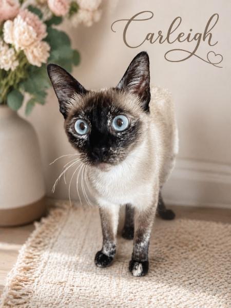 Carleigh, a ADOPTABLE mixed breed in Houston, TX image 1/3