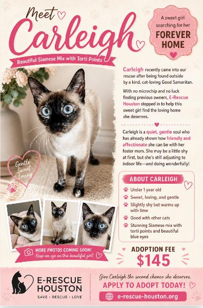 Carleigh, a ADOPTABLE mixed breed in Houston, TX image 2/3
