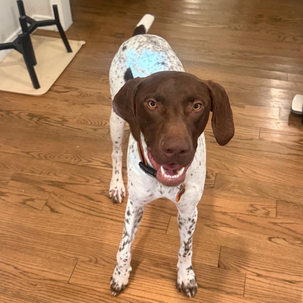 David, a Adoptable German Shorthaired Pointer in Brooklyn, NY image 2/6