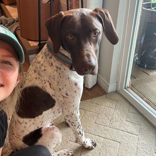 David, a Adoptable German Shorthaired Pointer in Brooklyn, NY image 3/6