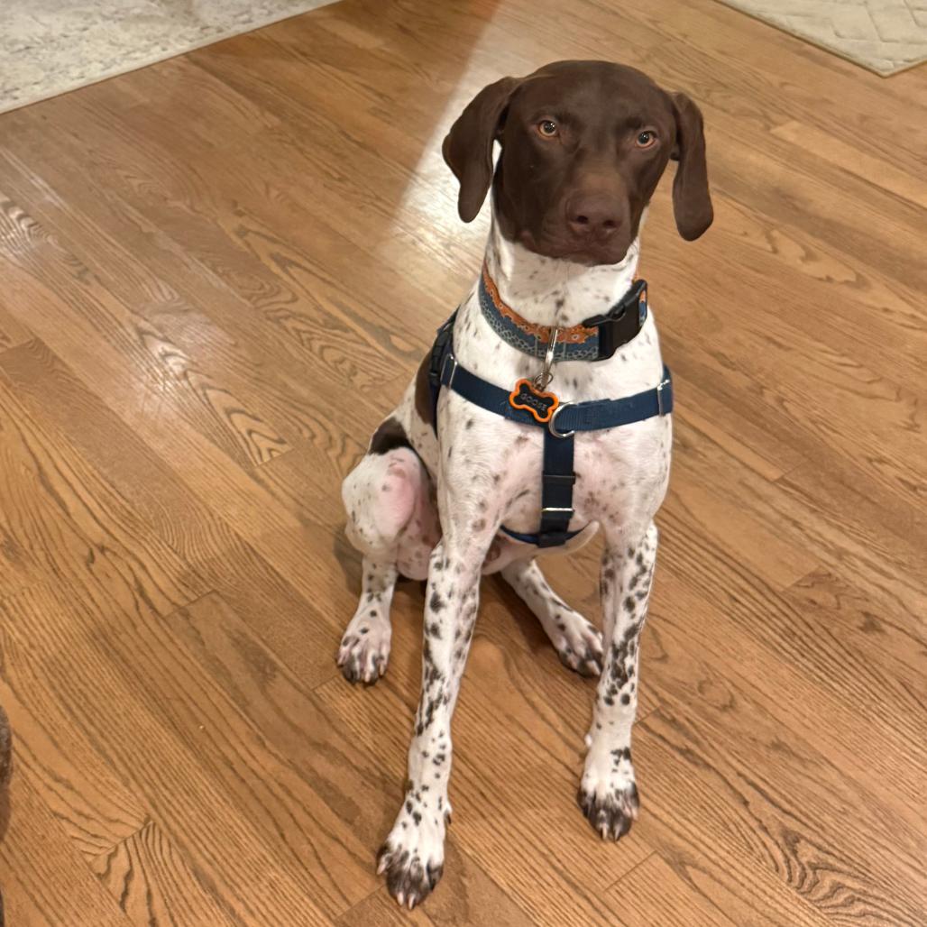 David, a Adoptable German Shorthaired Pointer in Brooklyn, NY image 4/6