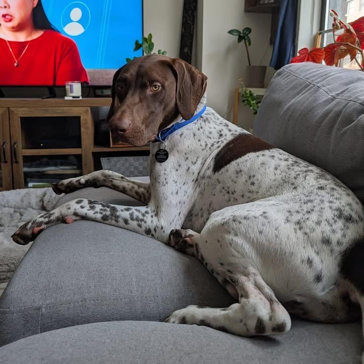 David, a Adoptable German Shorthaired Pointer in Brooklyn, NY image 5/6