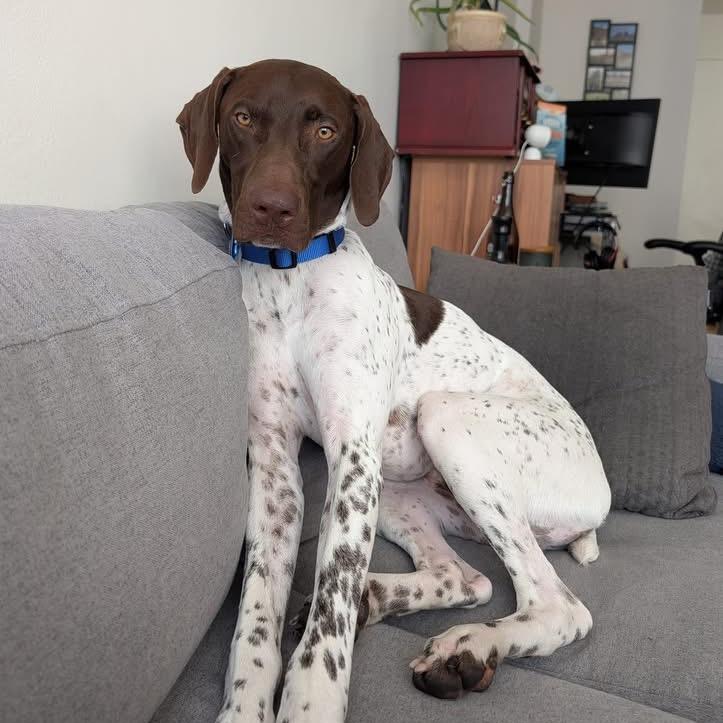 David, a Adoptable German Shorthaired Pointer in Brooklyn, NY image 1/6
