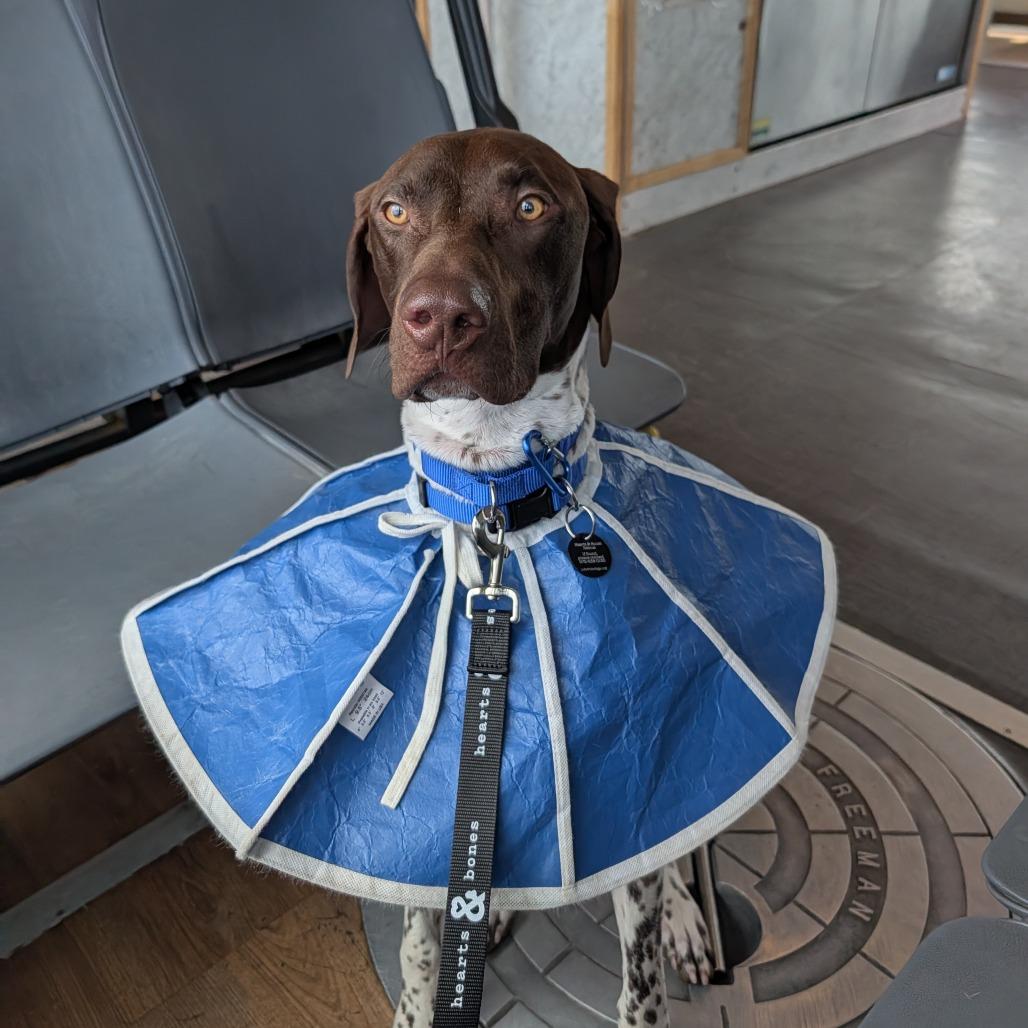 David, a Adoptable German Shorthaired Pointer in Brooklyn, NY image 6/6