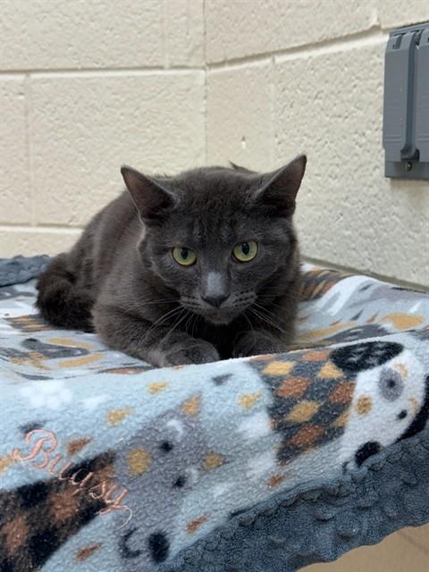 Enlarge TORTELLINI, a Adoptable Domestic Short Hair in Ogden, UT image 1/1