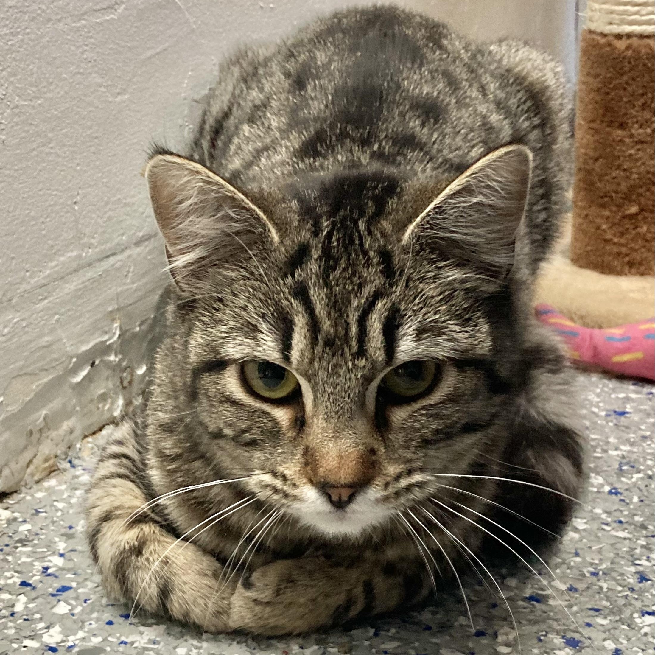 Enlarge Chinchilla, a Adoptable Domestic Short Hair in Carson City, NV image 1/1