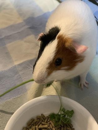 Bacon, Adoptable, Adult Male Guinea Pig & Guinea Pig.