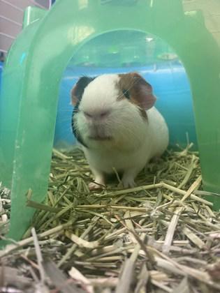 Bacon, a Adoptable Guinea Pig in Lowell, MA image 1/3