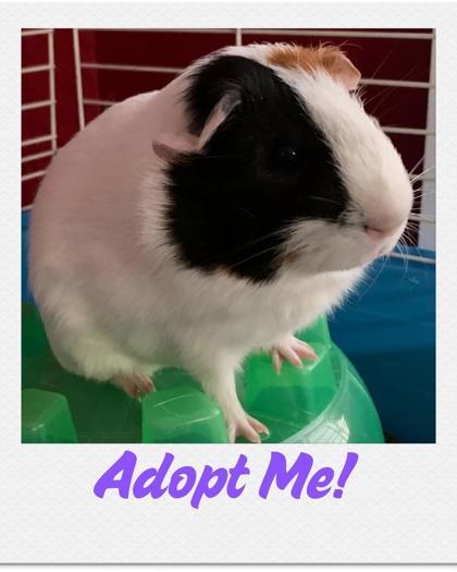 Enlarge Bacon, a Adoptable Guinea Pig in Lowell, MA image 3/3
