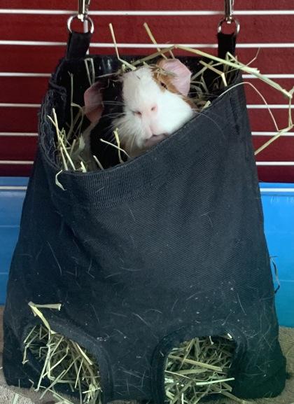 Enlarge Bacon, a Adoptable Guinea Pig in Lowell, MA image 3/3