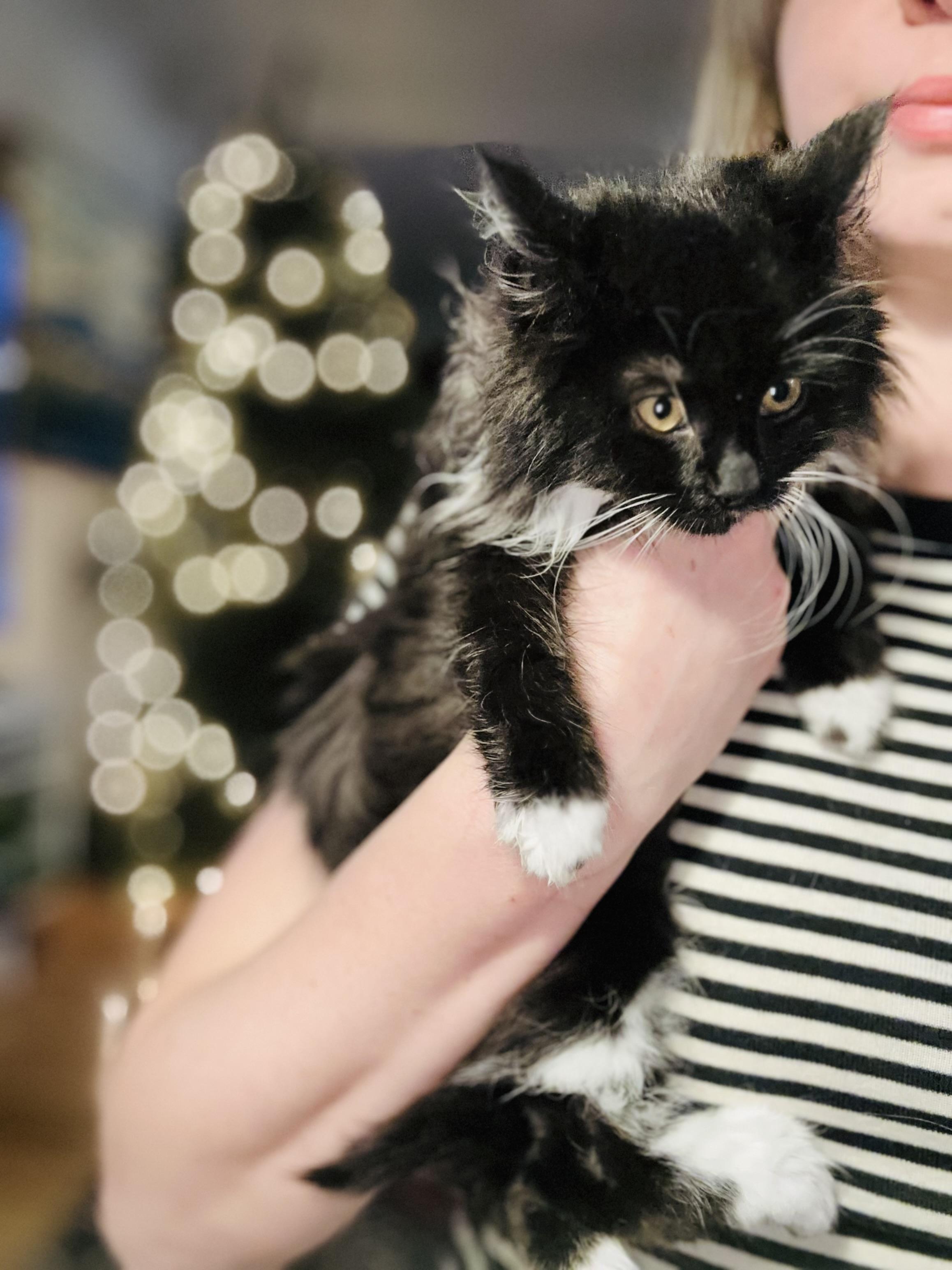 Bambi-ab, Adoptable, Kitten Female Domestic Long Hair.