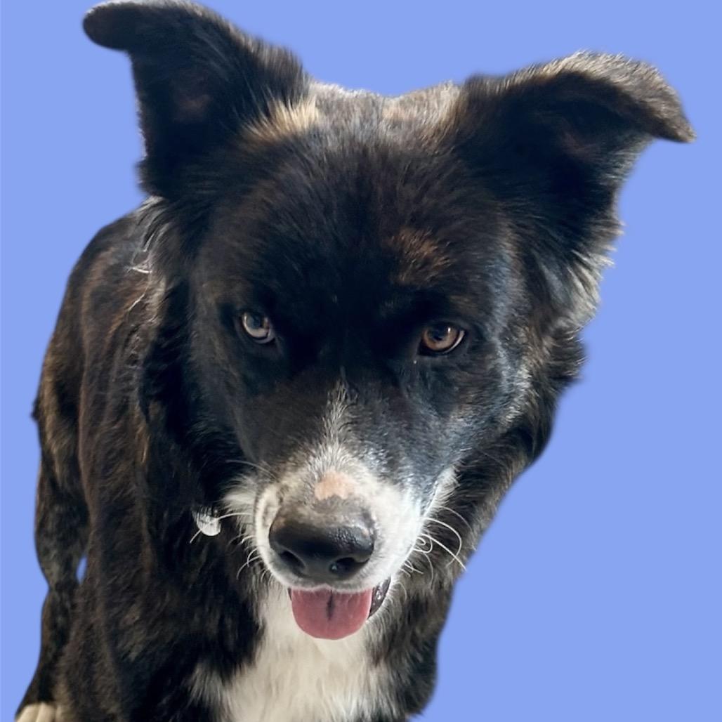 Murphy, Adoptable, Adult Male Border Collie & Chow Chow.