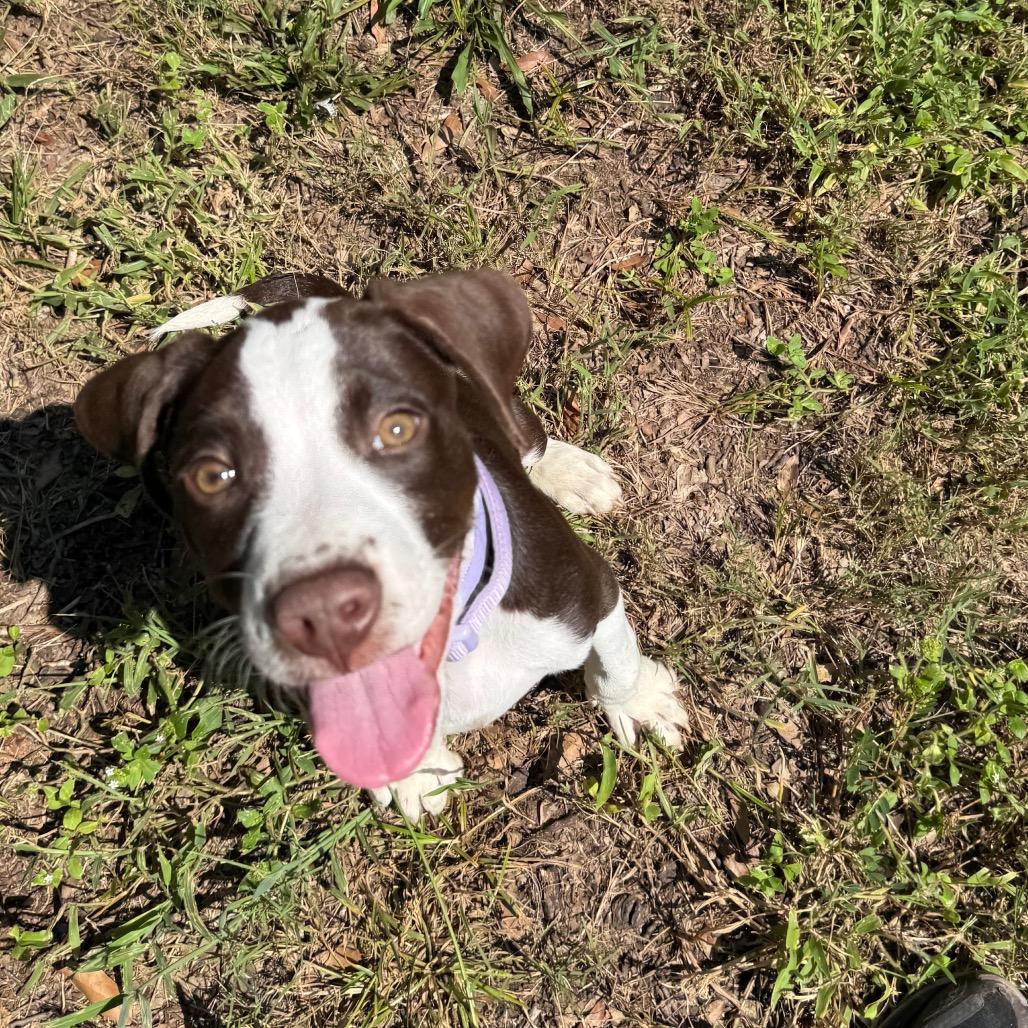 Banjo, Adoptable, Puppy Male Mixed Breed.