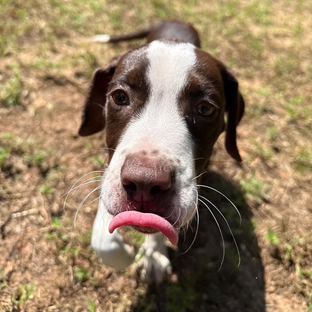 Enlarge Banjo, a Adoptable Mixed Breed in Pensacola, FL image 2/6