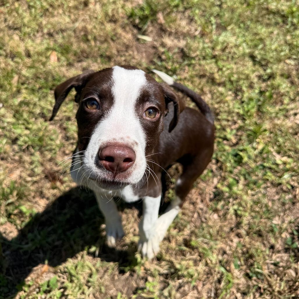 Enlarge Banjo, a Adoptable Mixed Breed in Pensacola, FL image 3/6