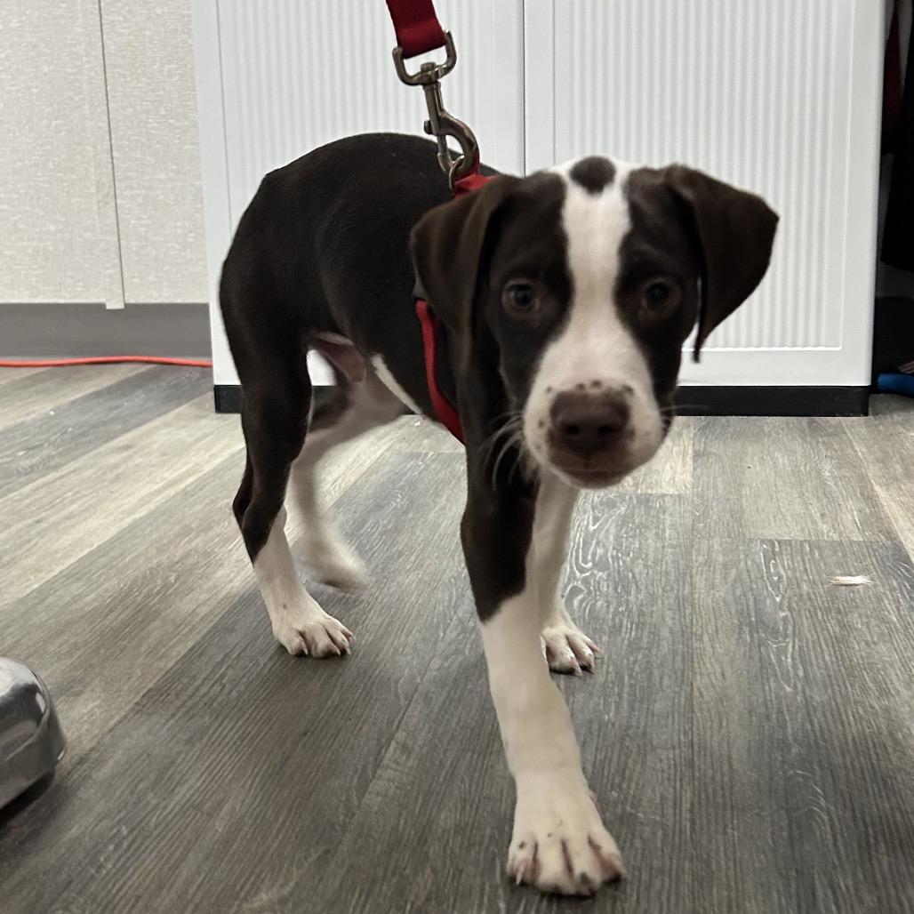 Enlarge Banjo, a Adoptable Mixed Breed in Pensacola, FL image 4/6