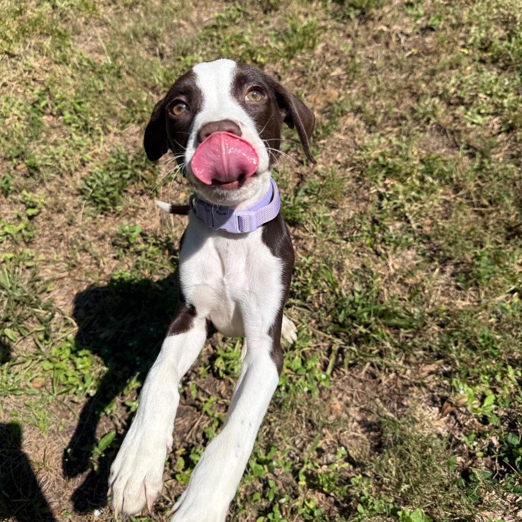 Enlarge Banjo, a Adoptable Mixed Breed in Pensacola, FL image 5/6