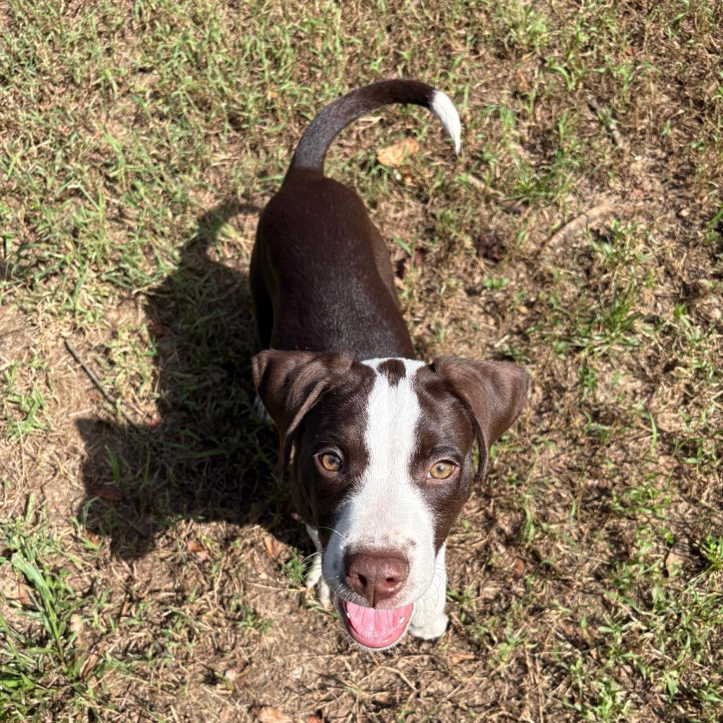 Enlarge Banjo, a Adoptable Mixed Breed in Pensacola, FL image 6/6