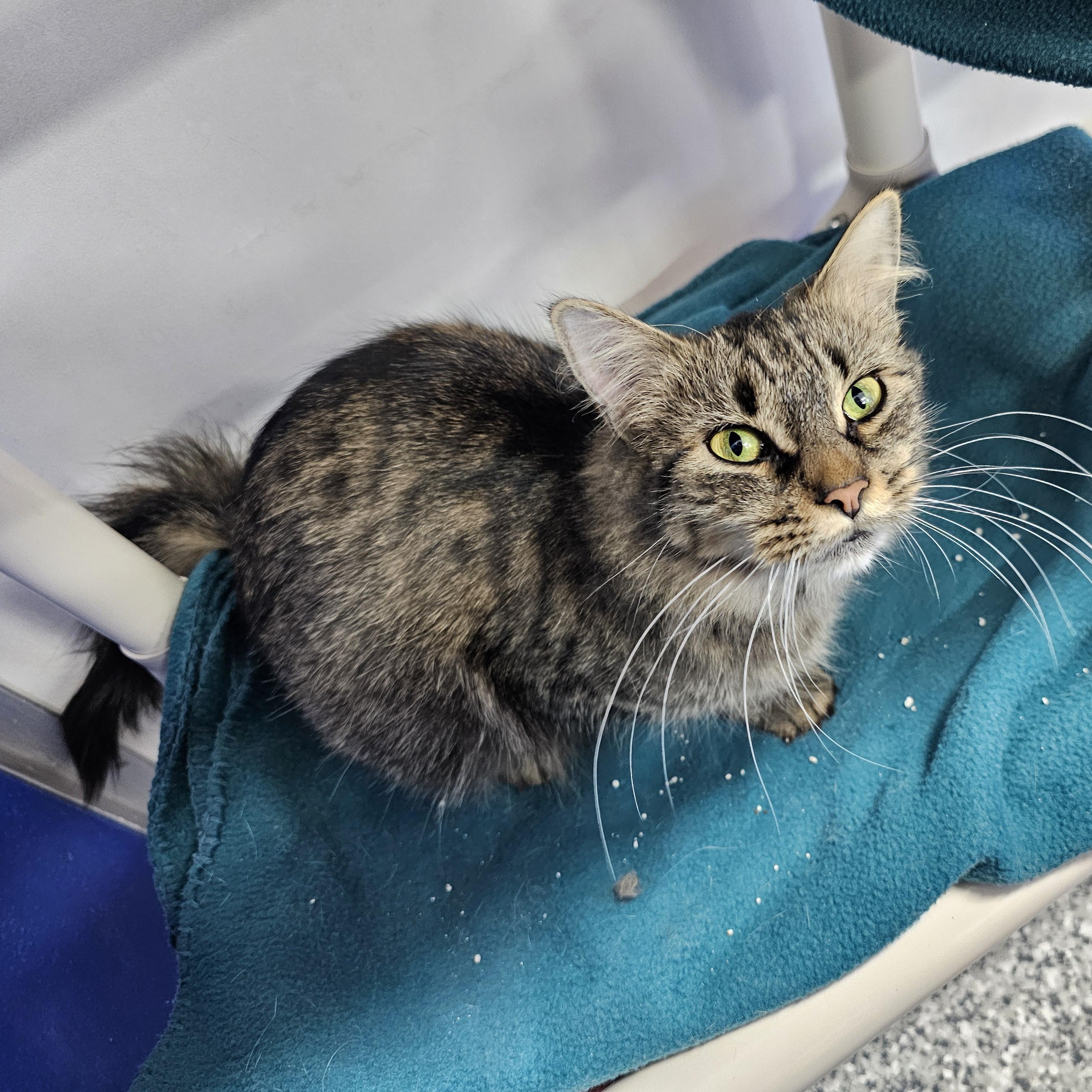 Enlarge Frieda, a ADOPTABLE Domestic Medium Hair in Dunkirk, NY image 1/2