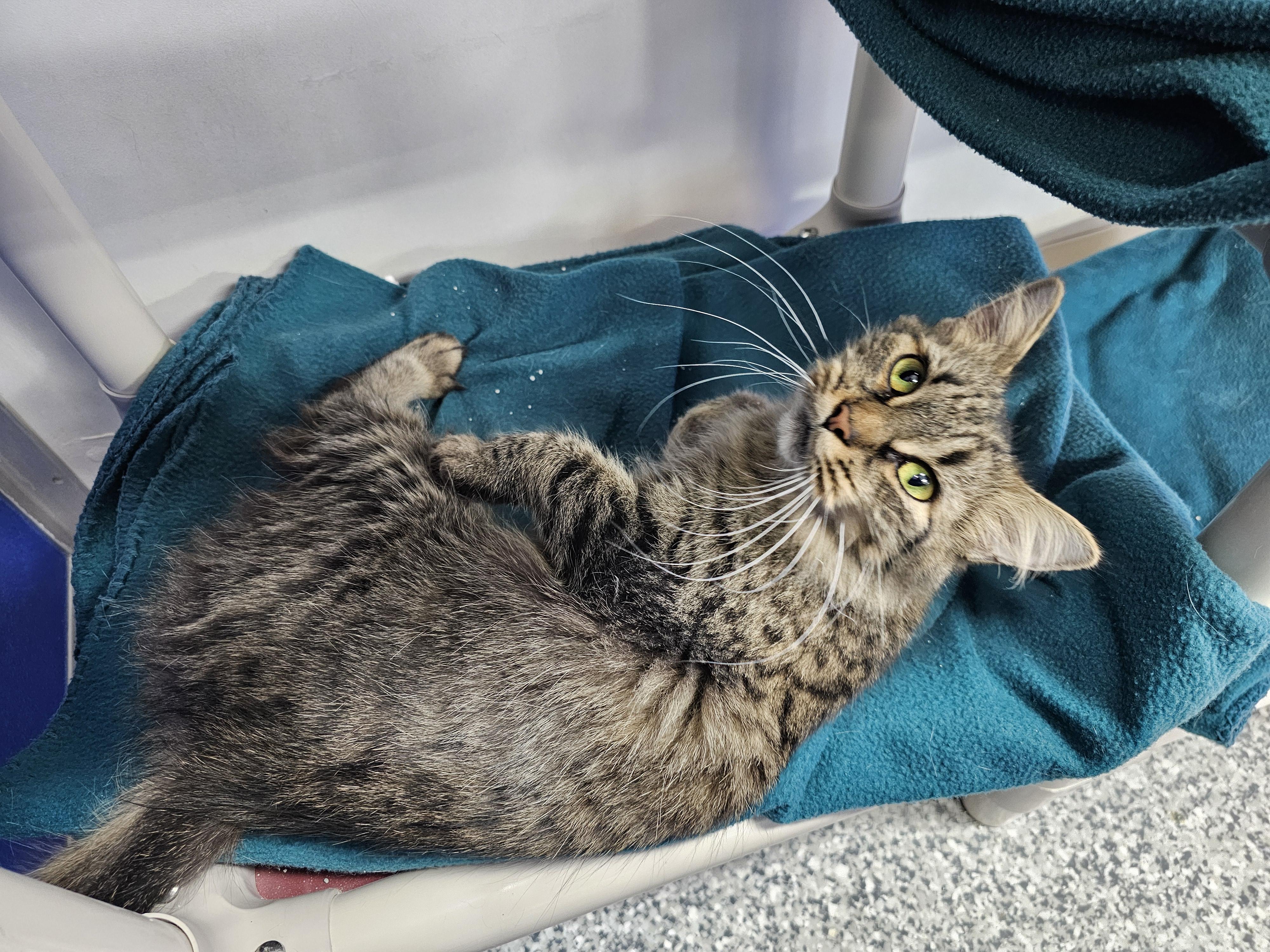 Enlarge Frieda, a ADOPTABLE Domestic Medium Hair in Dunkirk, NY image 2/2