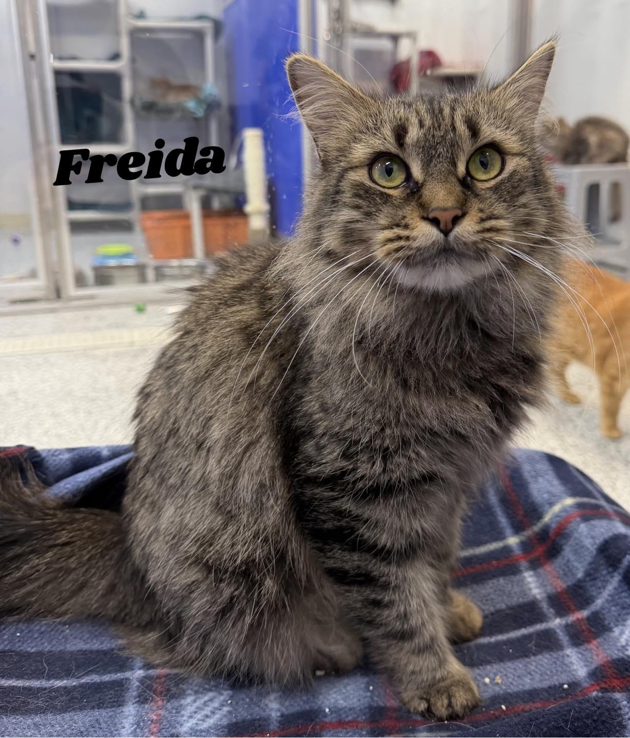 Frieda, ADOPTABLE, Adult Female Domestic Medium Hair.