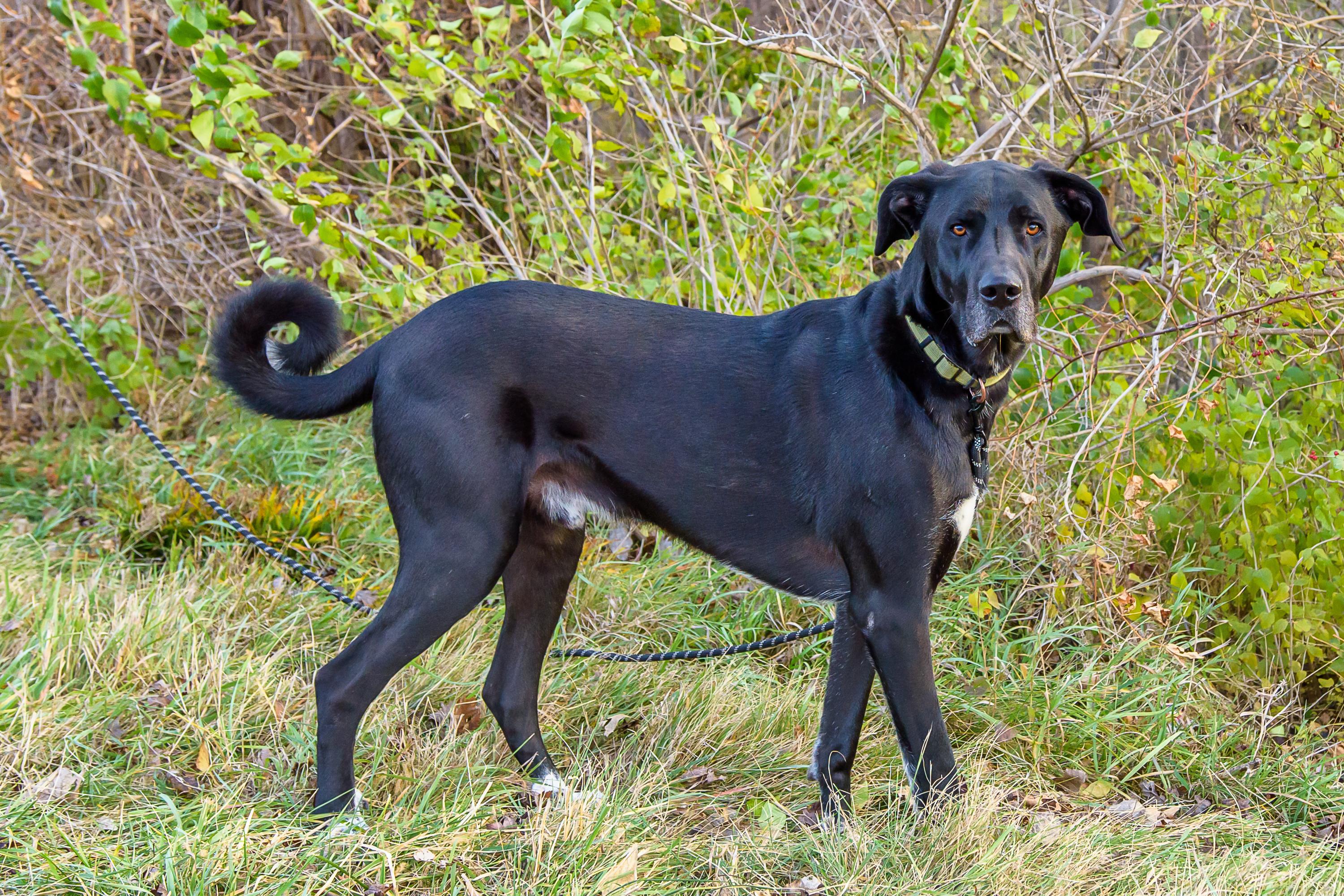 Sirius, Adoptable, Adult Male Great Dane & Great Pyrenees.