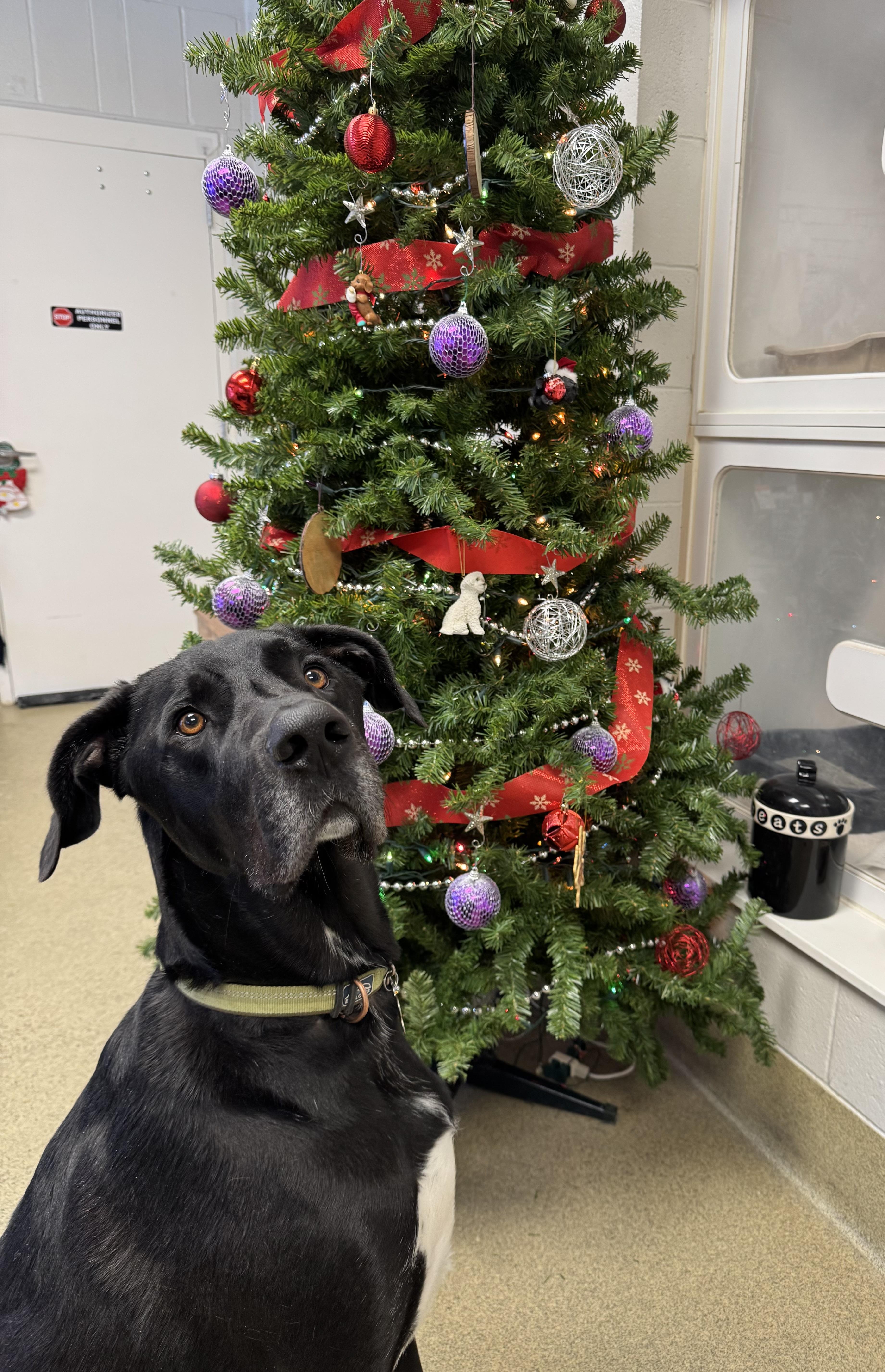 Enlarge Sirius, a Adoptable mixed breed in Blair, NE image 2/5