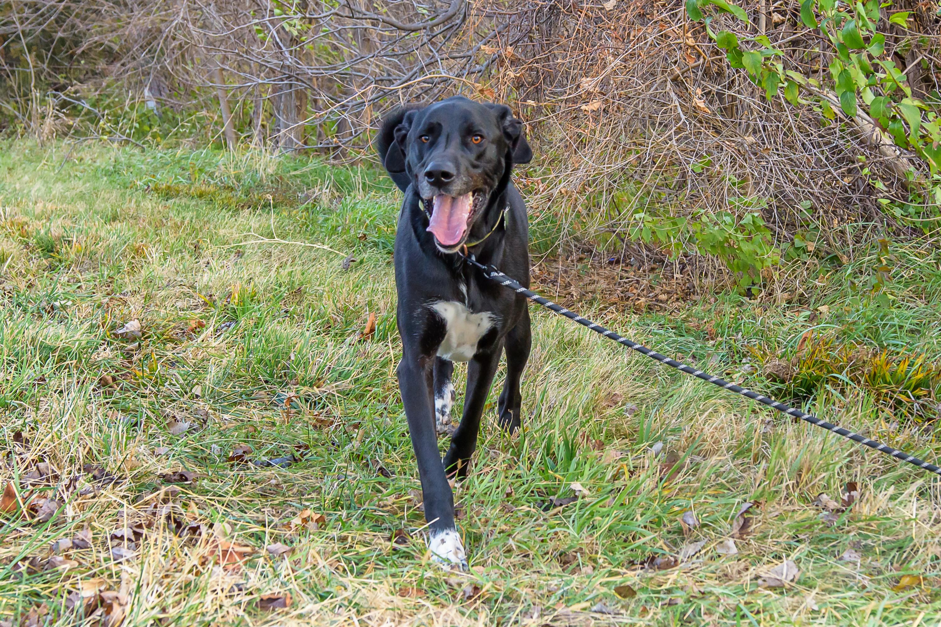 Enlarge Sirius, a Adoptable mixed breed in Blair, NE image 3/5